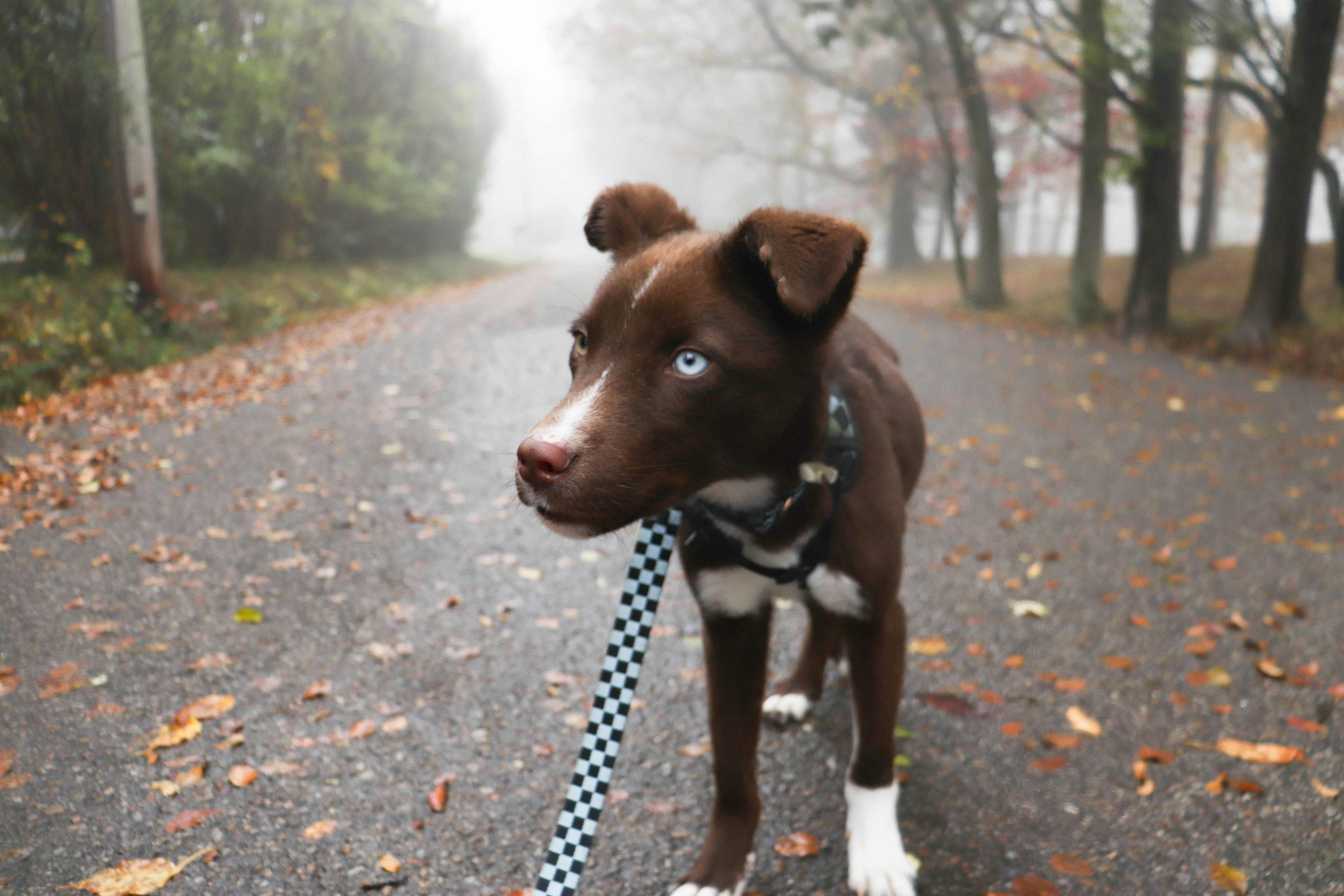 Perro marrón con ojos azules con correa