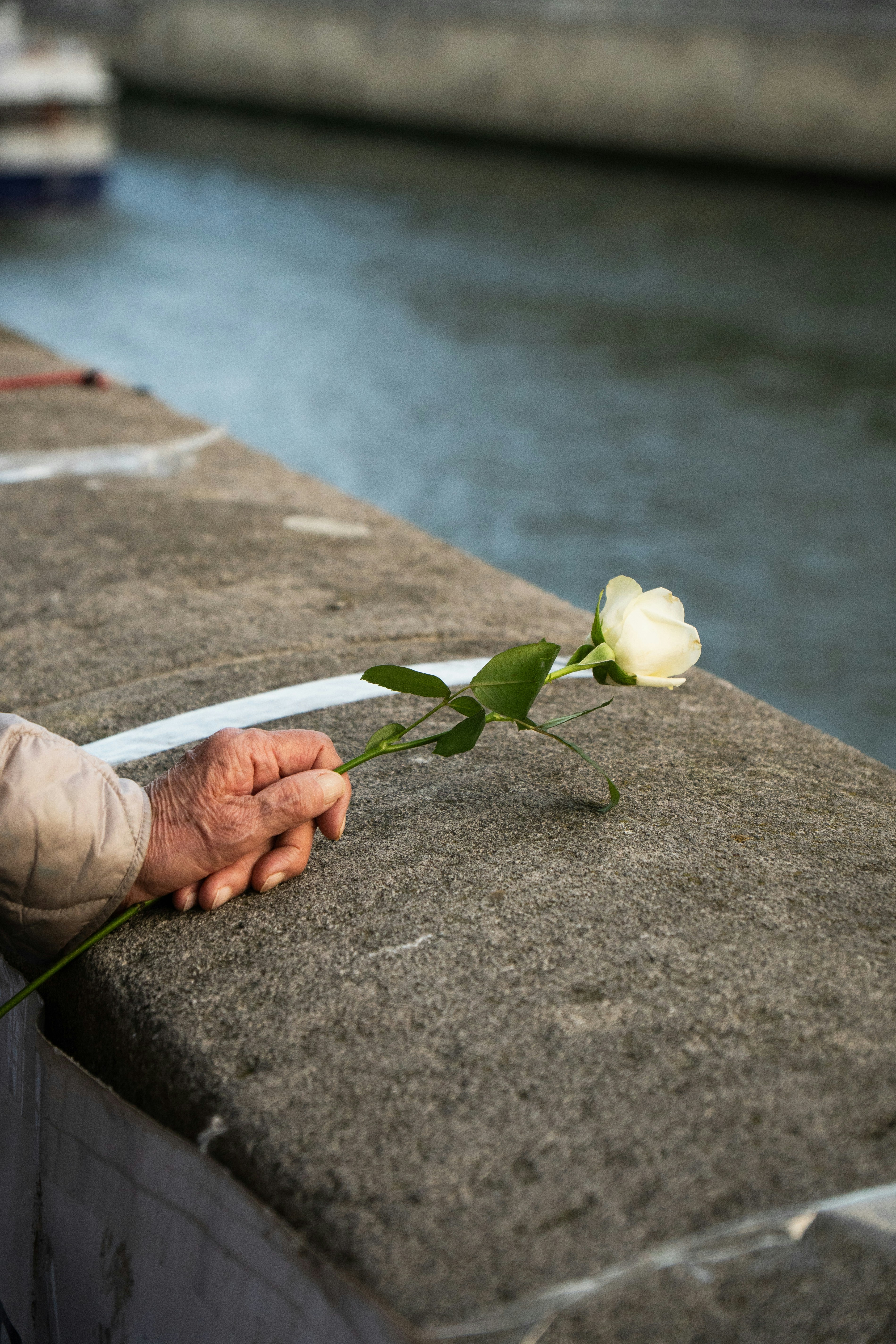 Mano che tiene una rosa bianca vicino a un canale.