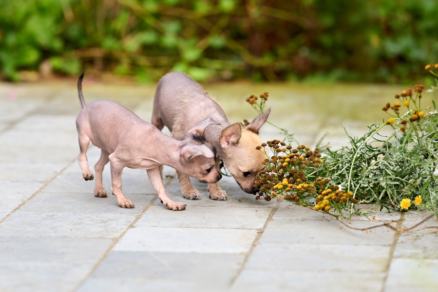 Puppy Developmental Periods: Fear Stages and Critical Windows