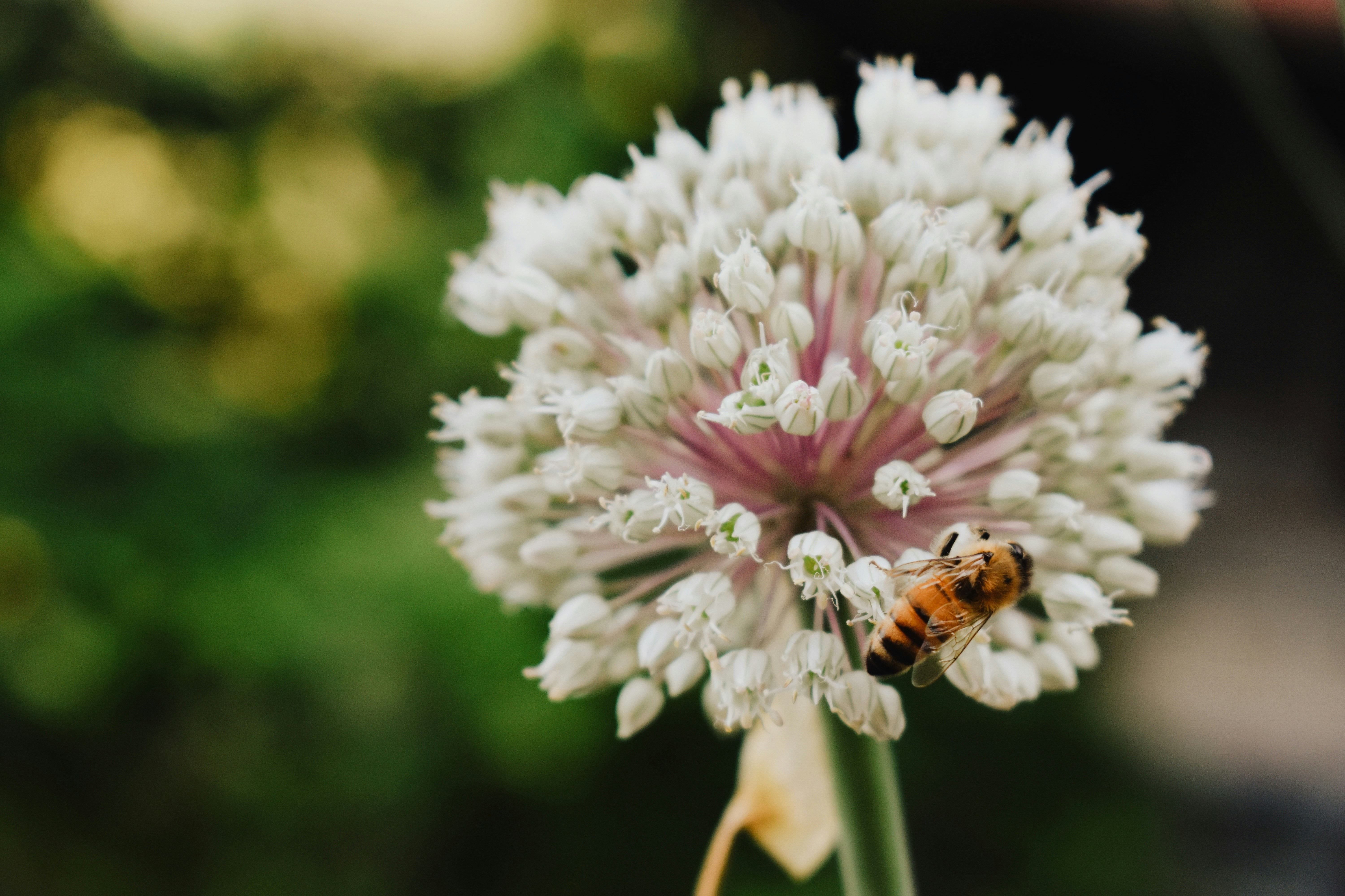 Photo by nisacokokumus