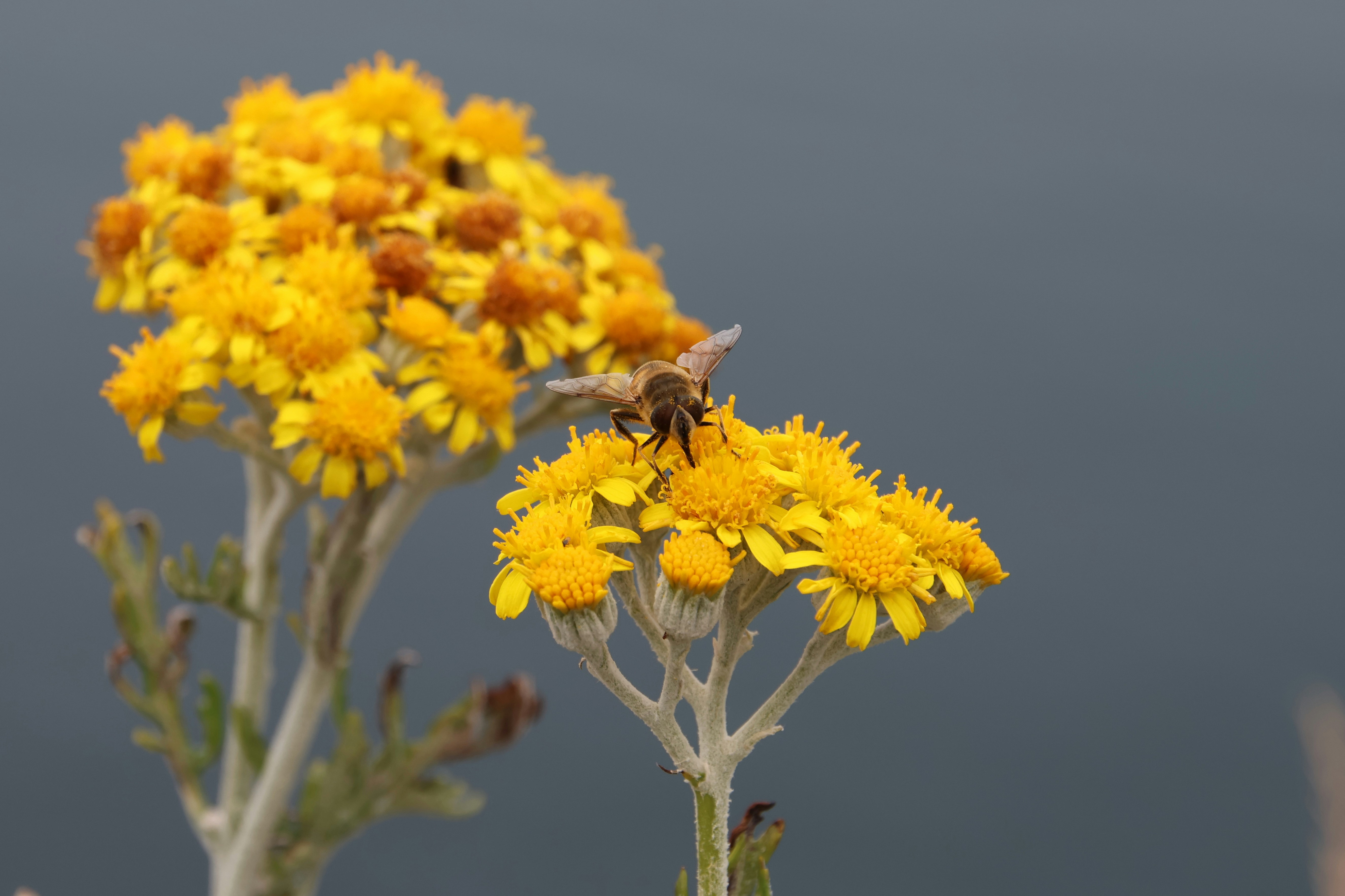 Photo by christoph_68