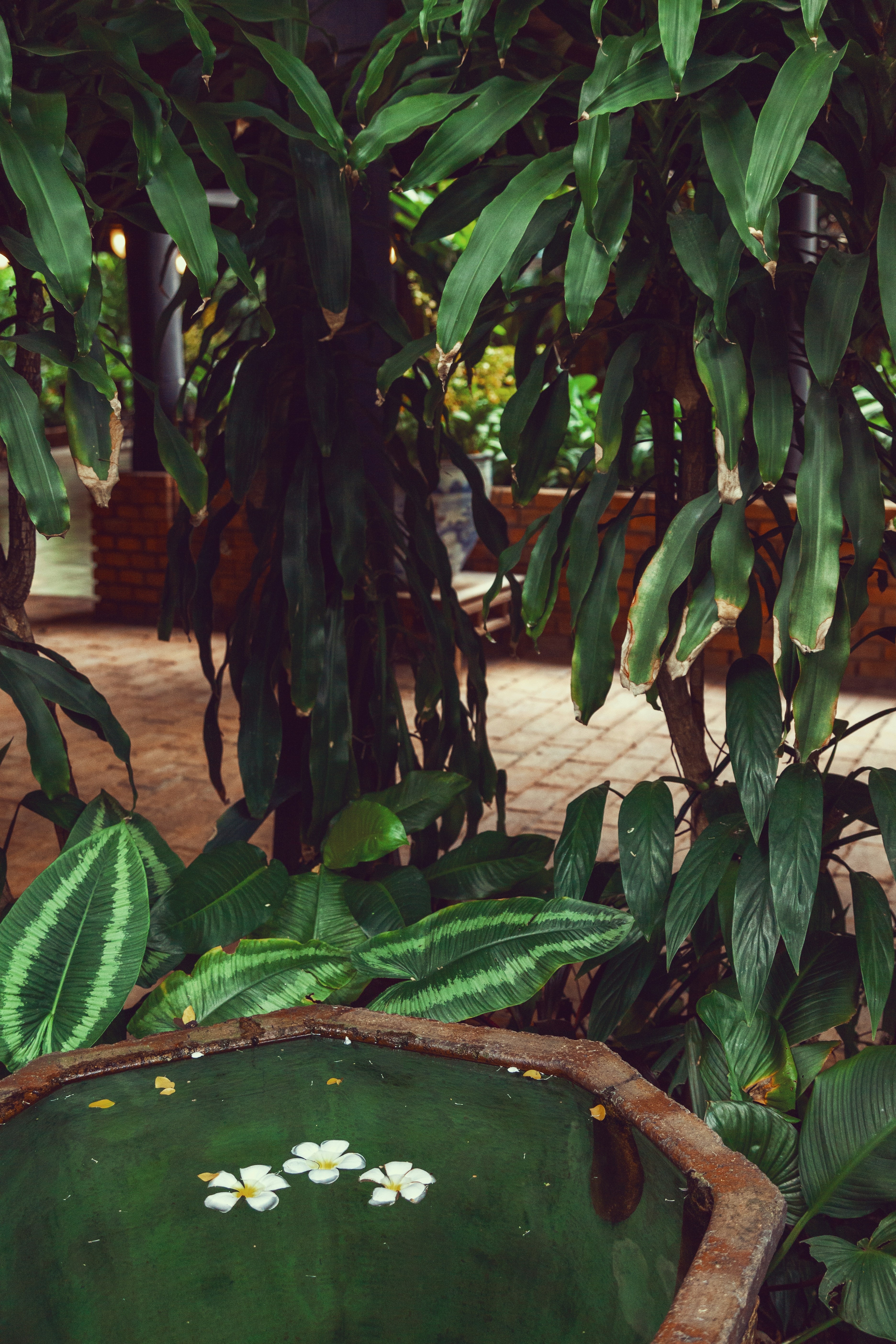 Las flores blancas flotan en agua oscura en un recipiente de piedra.