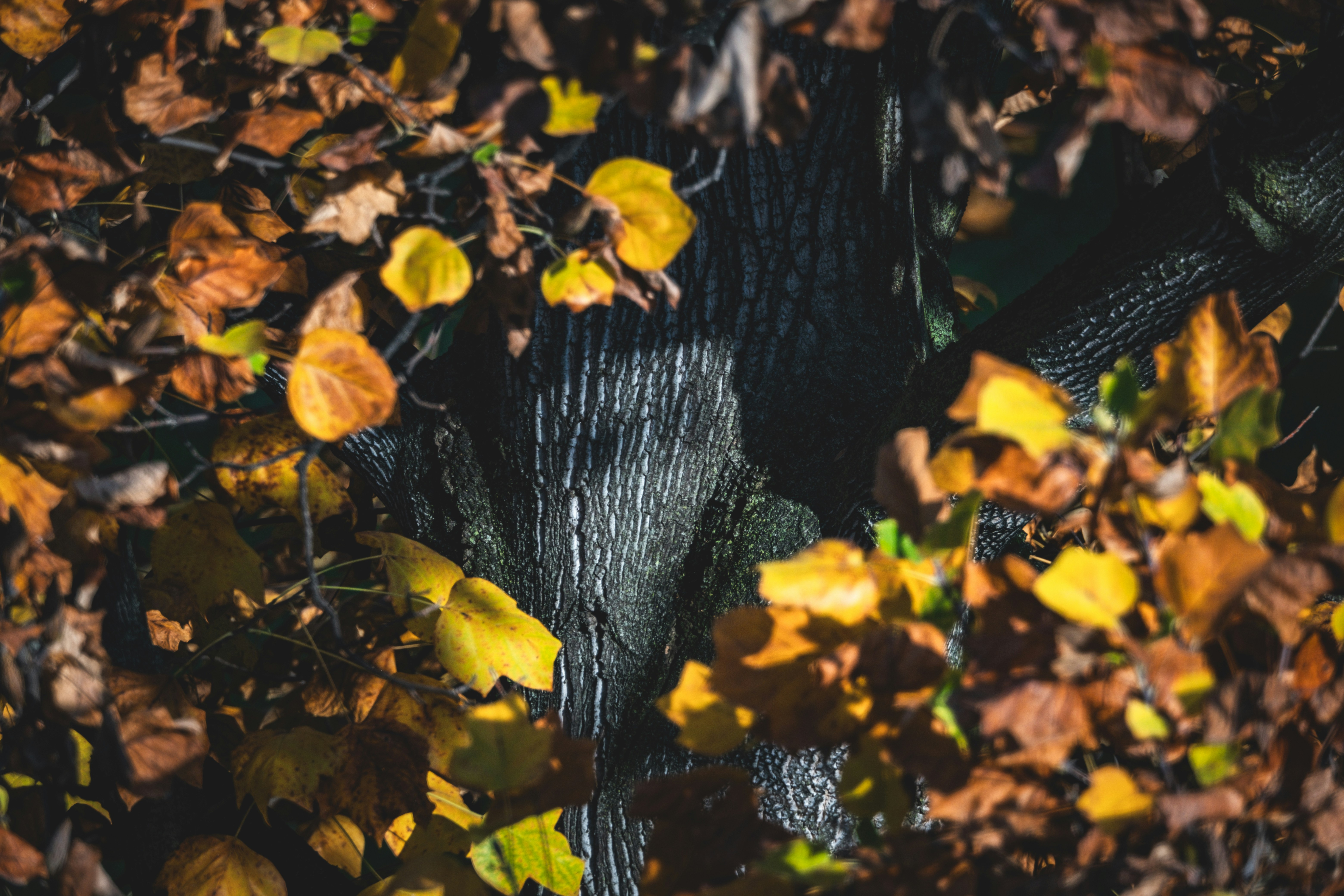 낙엽이 나무 줄기를 둘러싸고 있습니다.