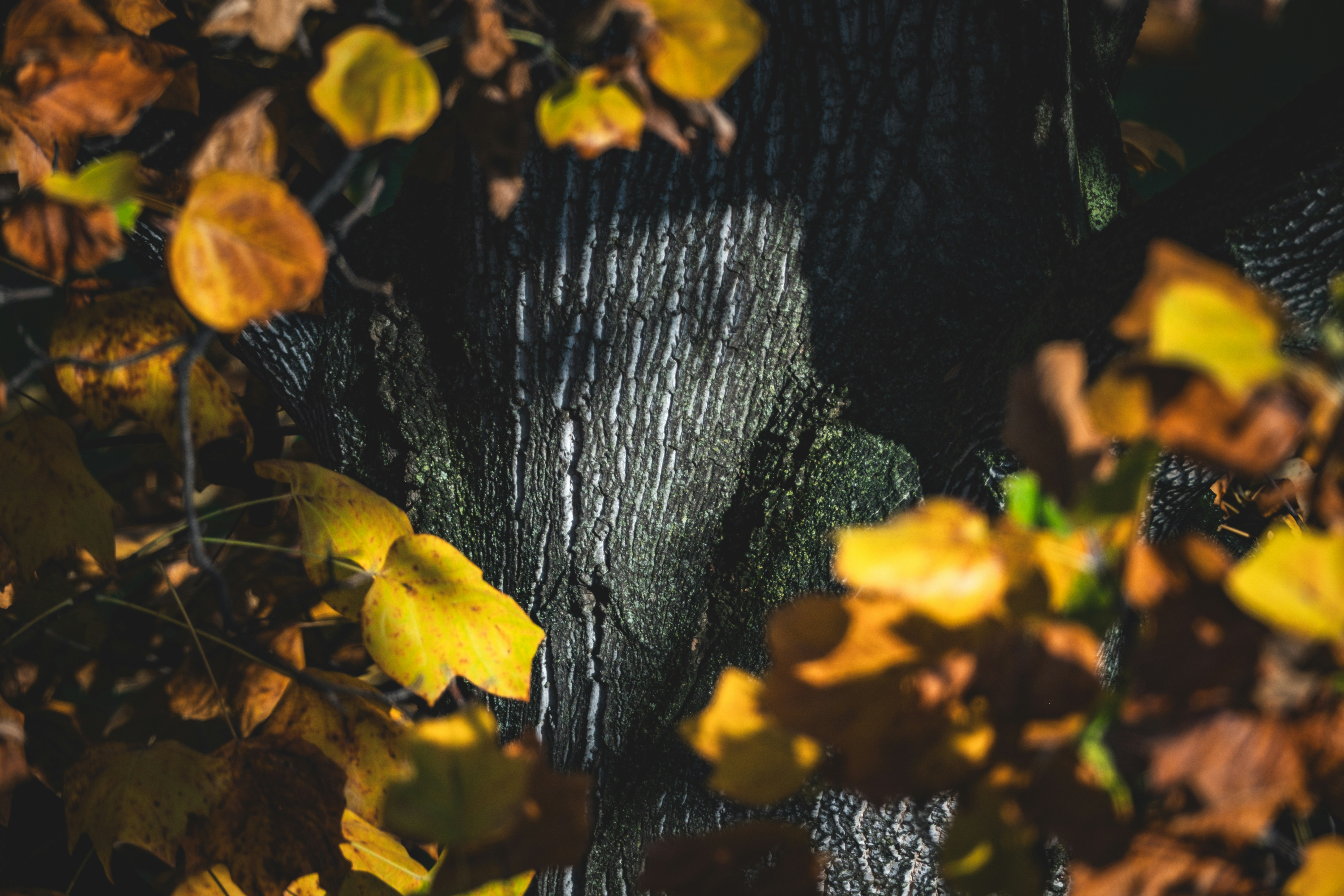 단풍이 질감이 있는 나무 줄기를 감싸고 있습니다.