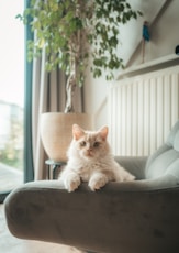 A fluffy cat rests on a comfortable armchair.