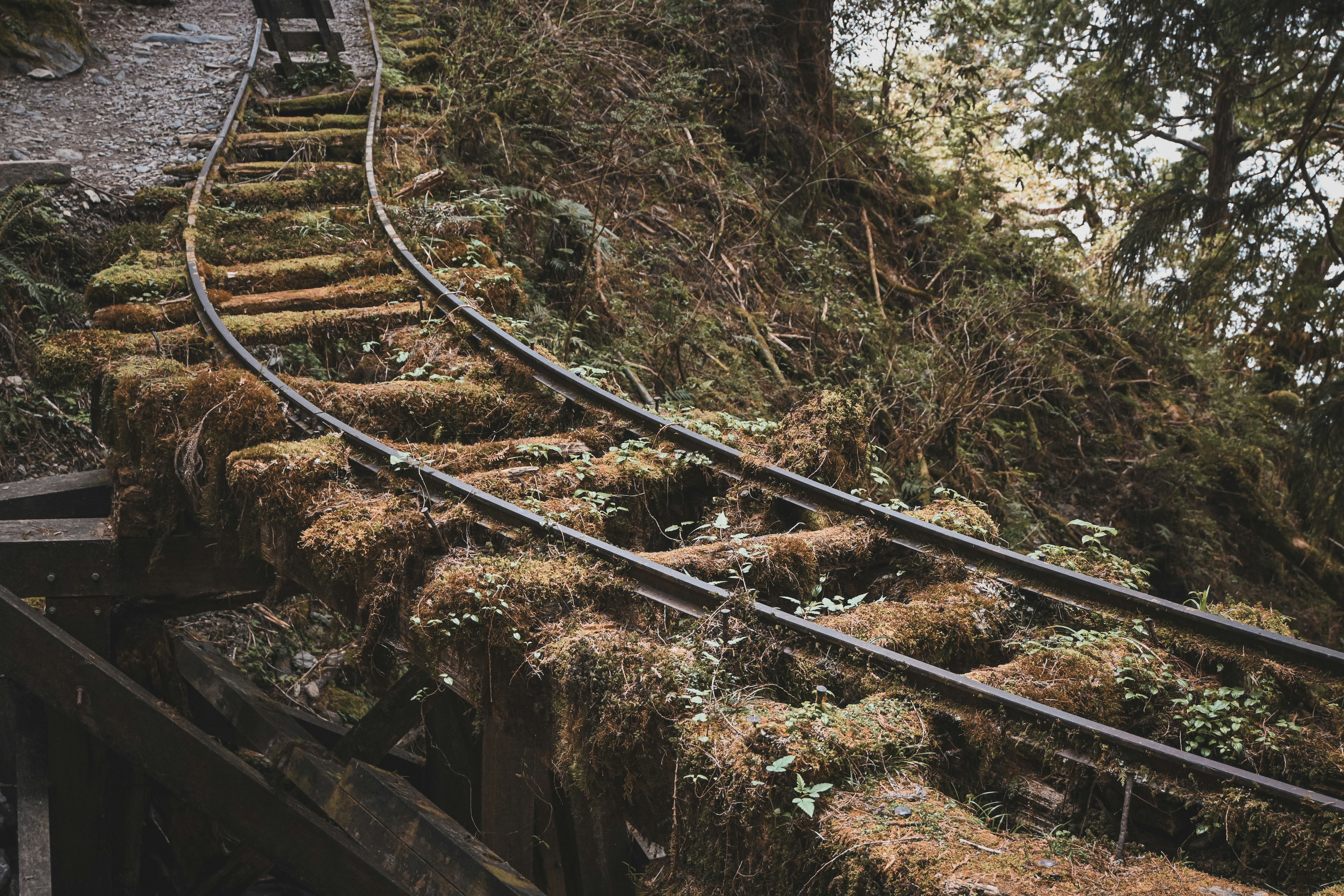 Old train tracks overgrown with moss and vegetation