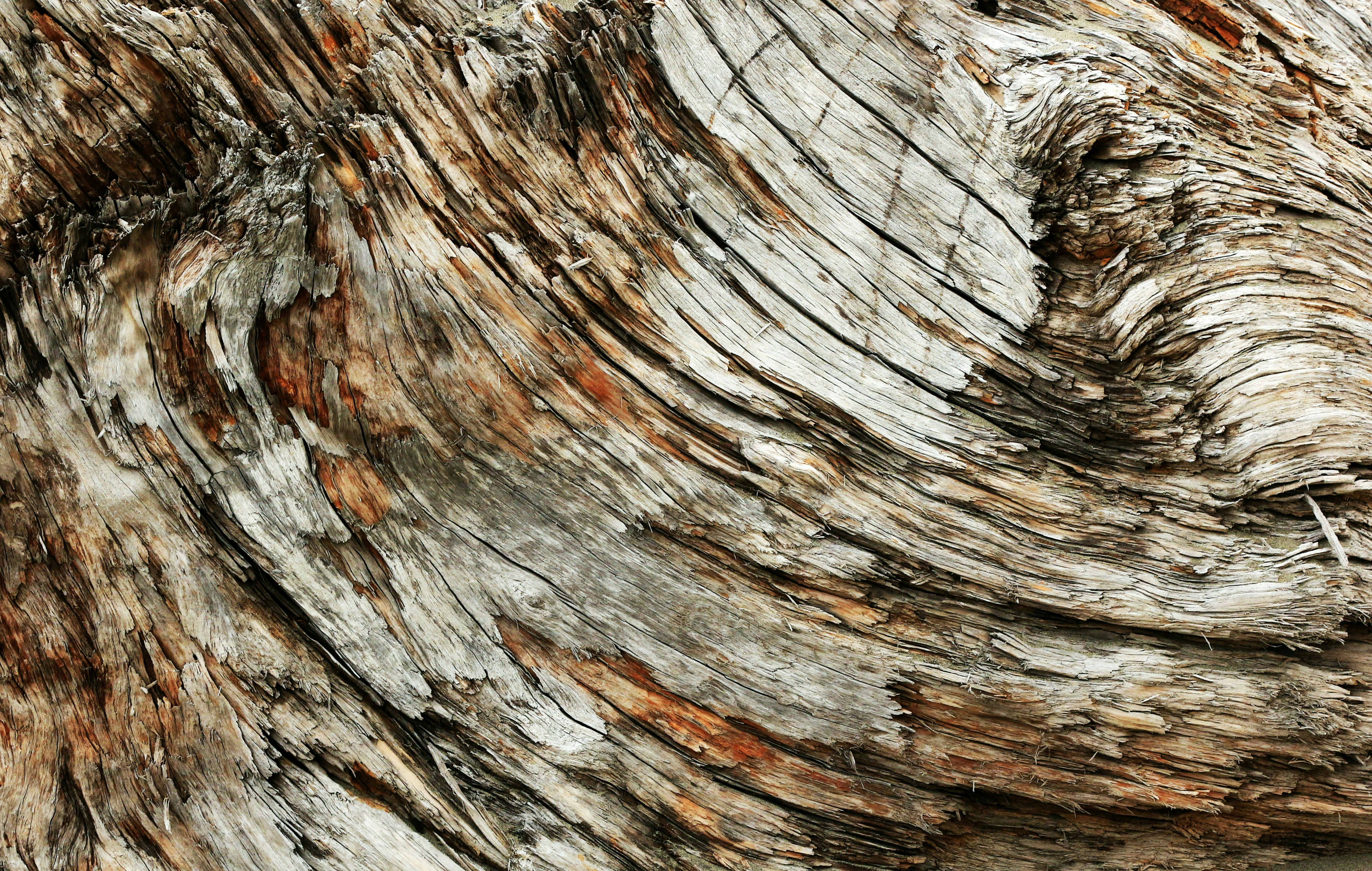 Photo by john_cardamone