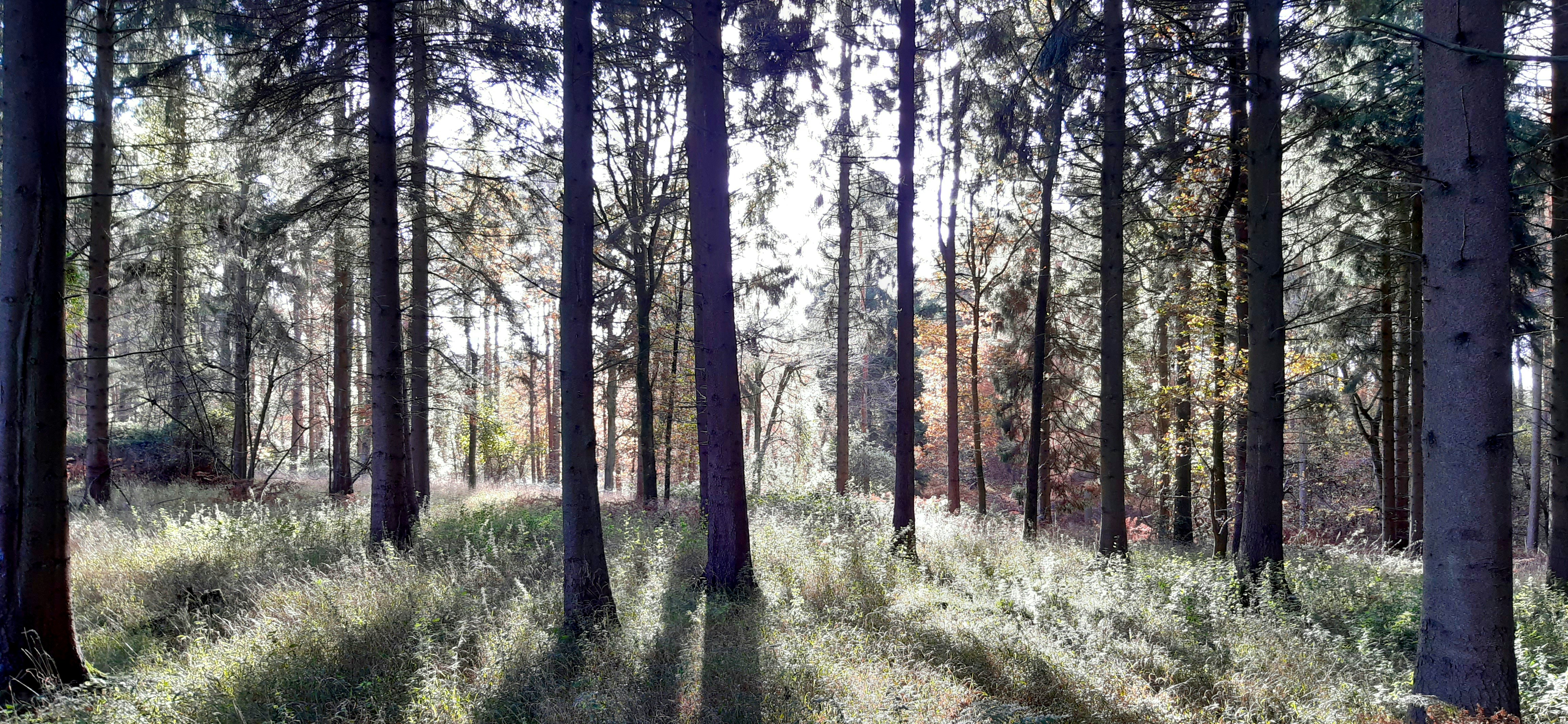 Tall trees in a sunlit forest with grassy ground.