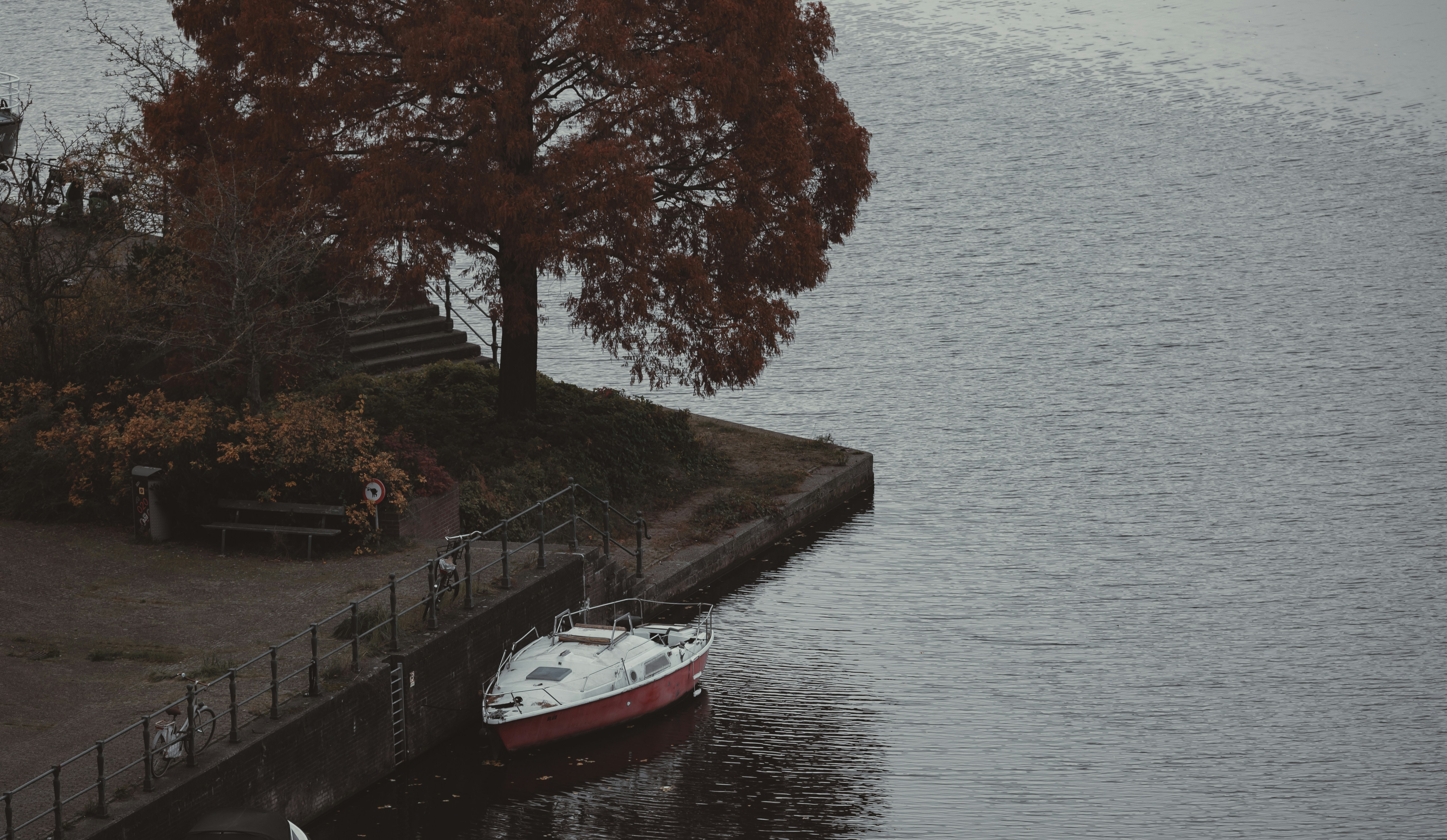 A sailboat moored by a tree on the shore.
