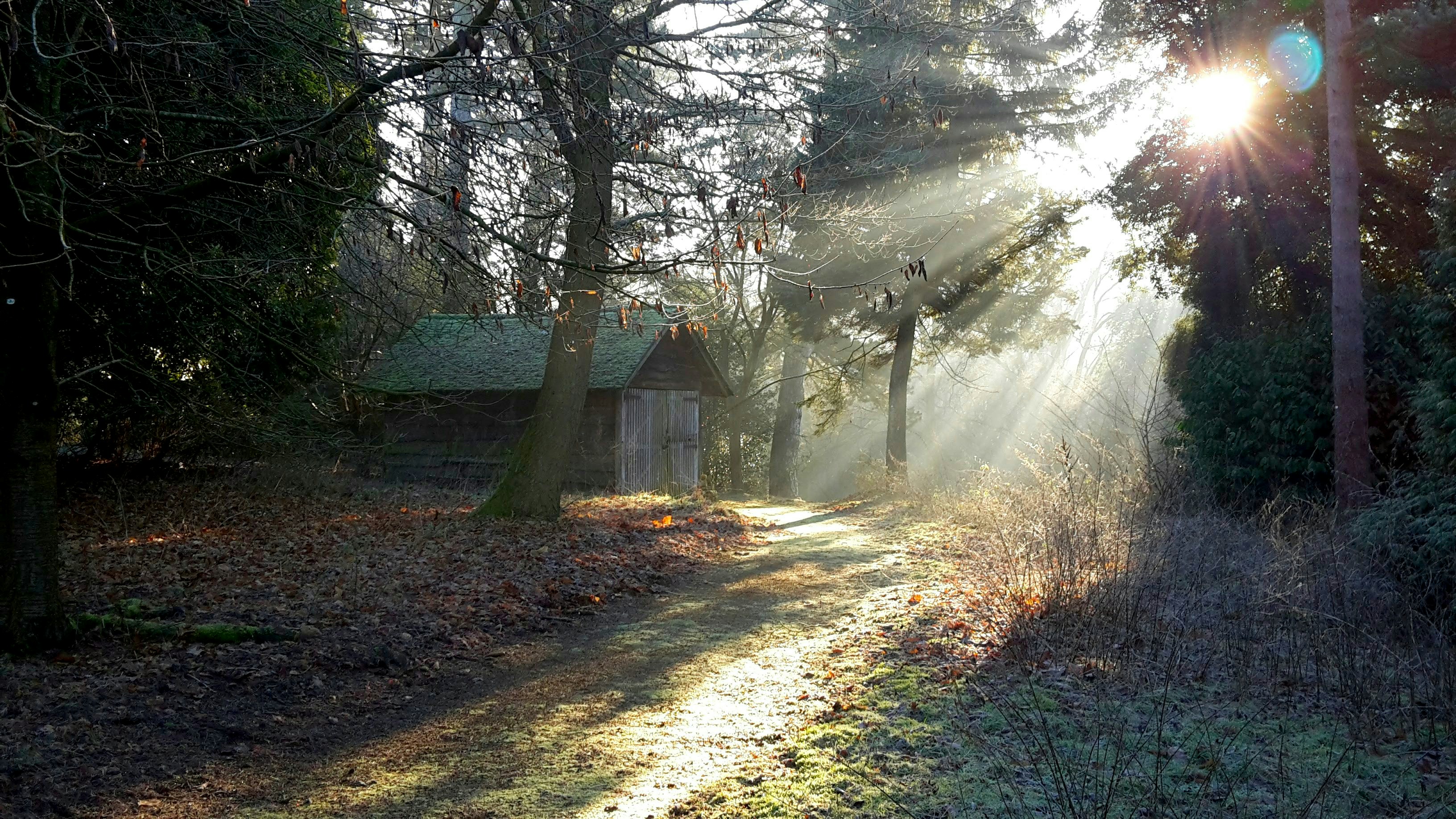 Sunbeams stream through trees onto a forest path.