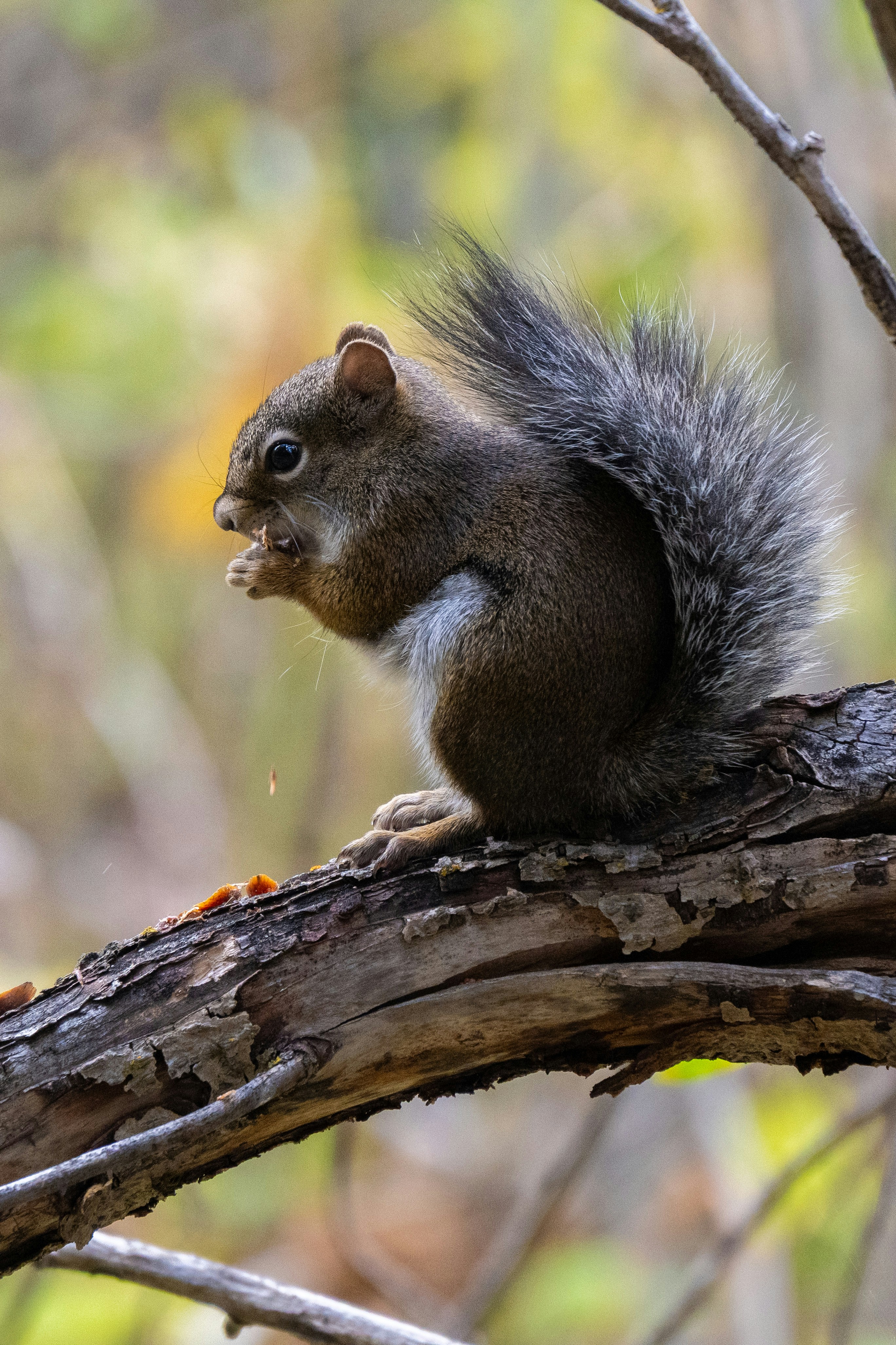 Ein Eichhörnchen sitzt auf einem Ast und frisst Nüsse.