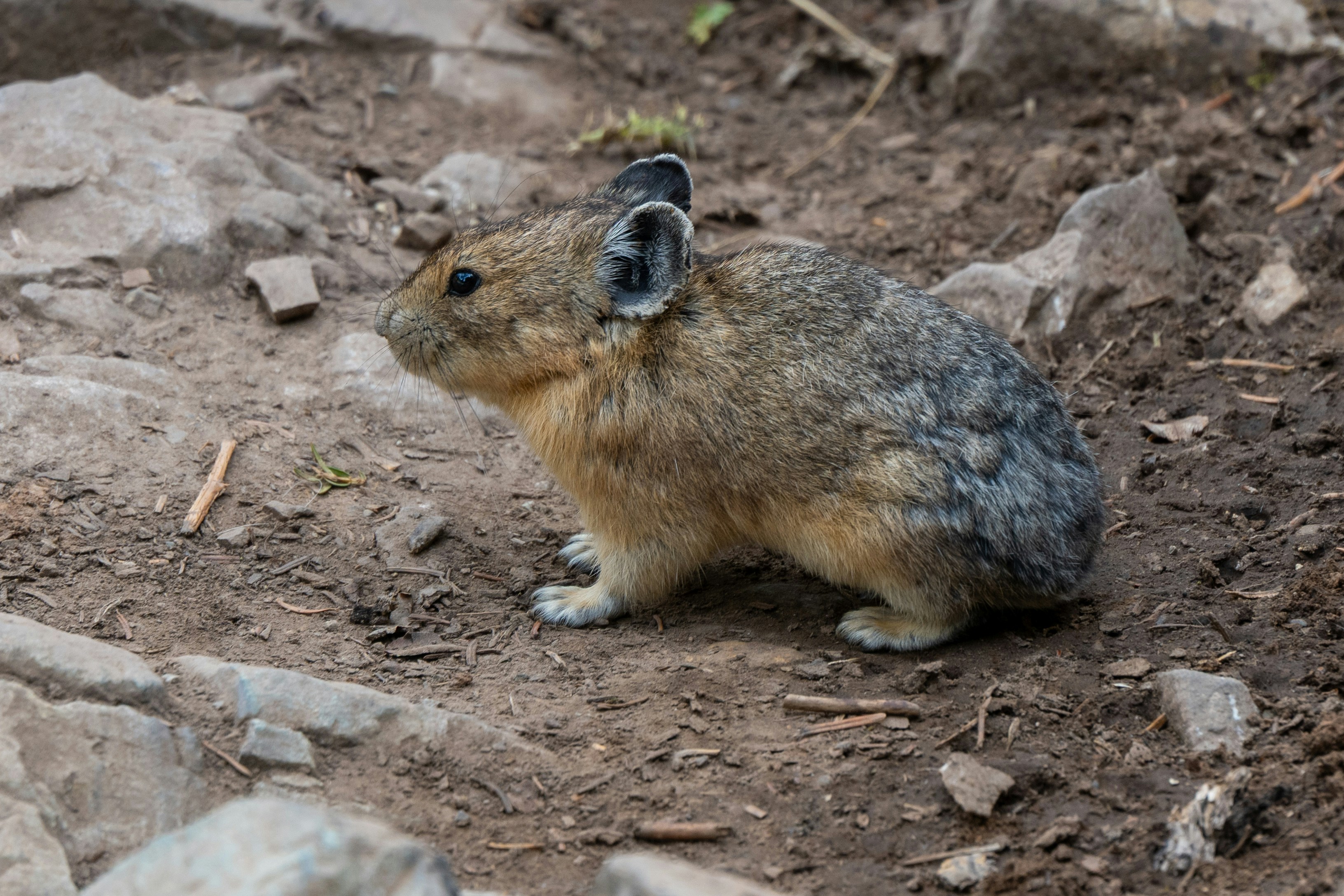 Ein Pika sitzt auf einem felsigen, schmutzigen Boden.