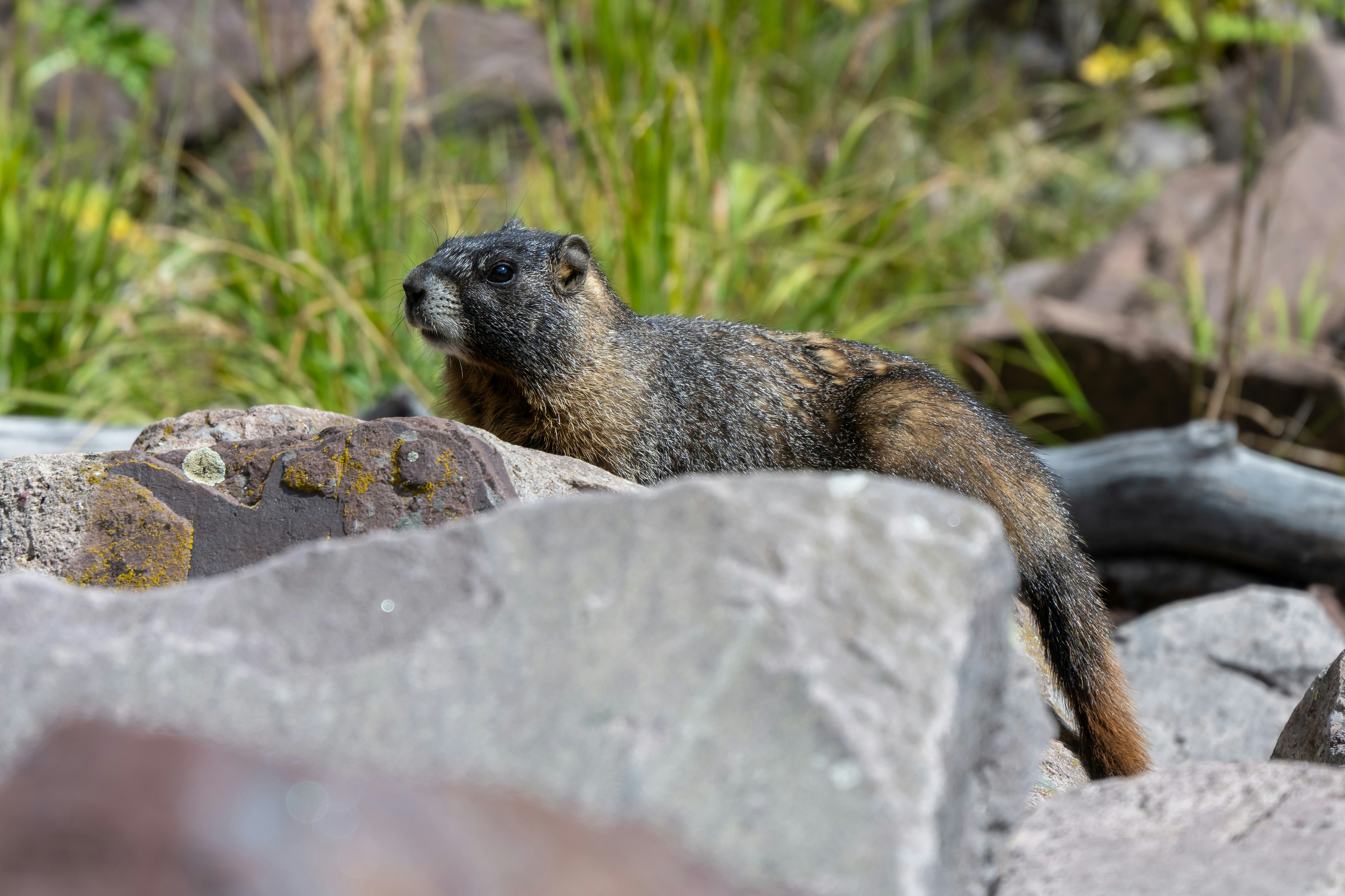 Ein Murmeltier ruht sich auf Felsen mit Gras im Hintergrund aus.