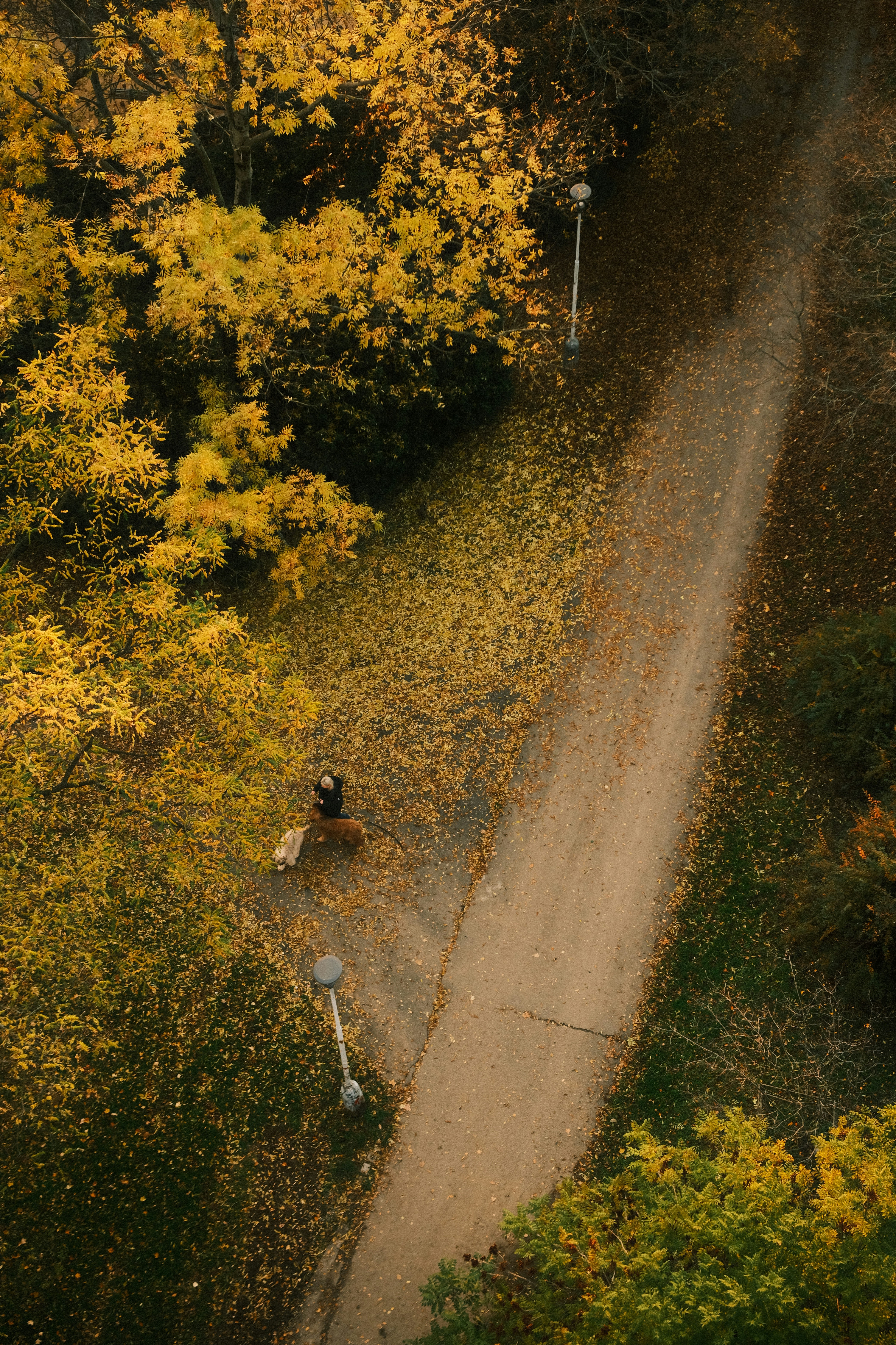 Person walking dogs on a path in autumn park.
