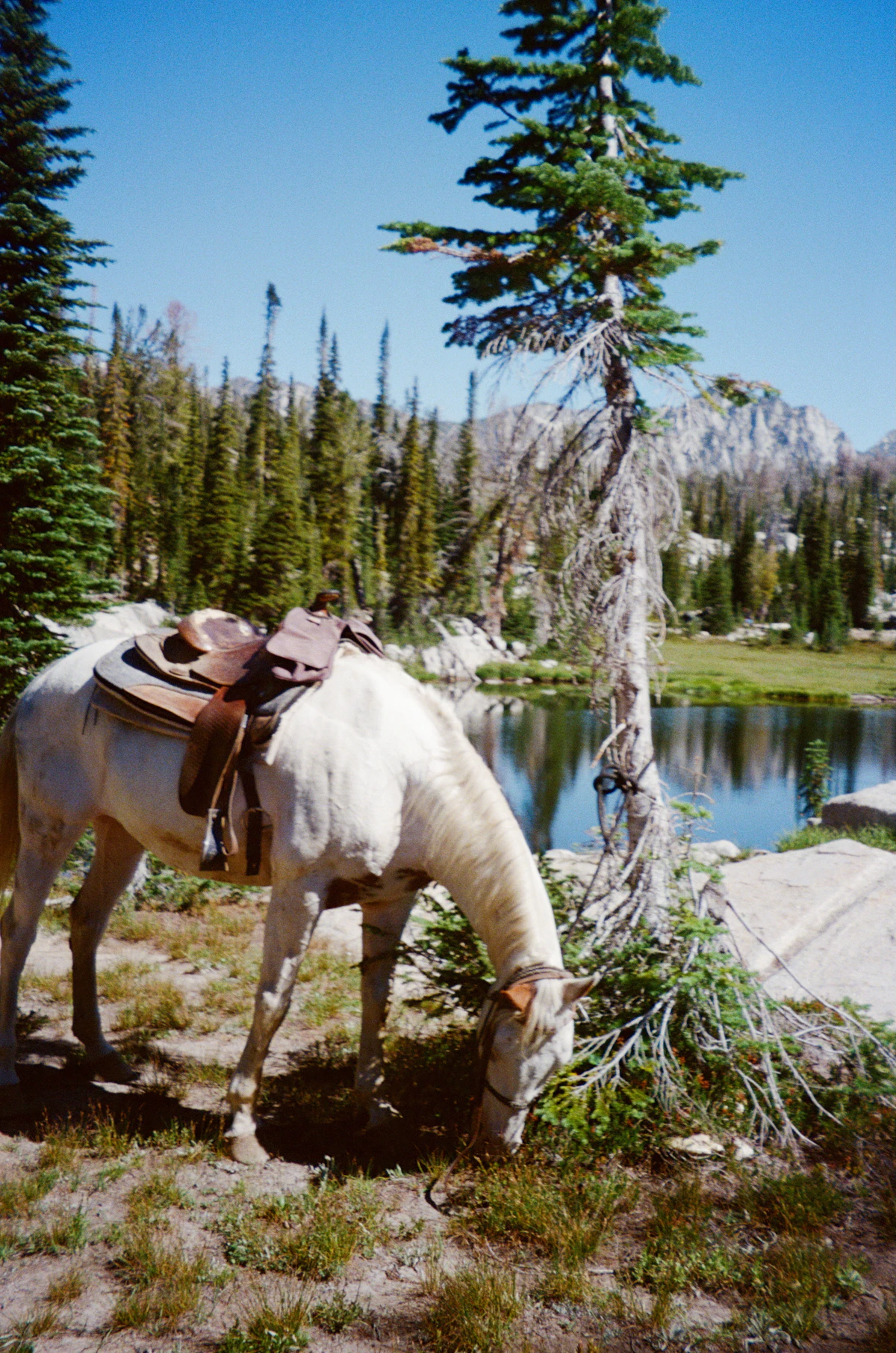 horseback riding lesson