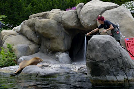 Zookeeper feeding a sea lion by a rock enclosure.