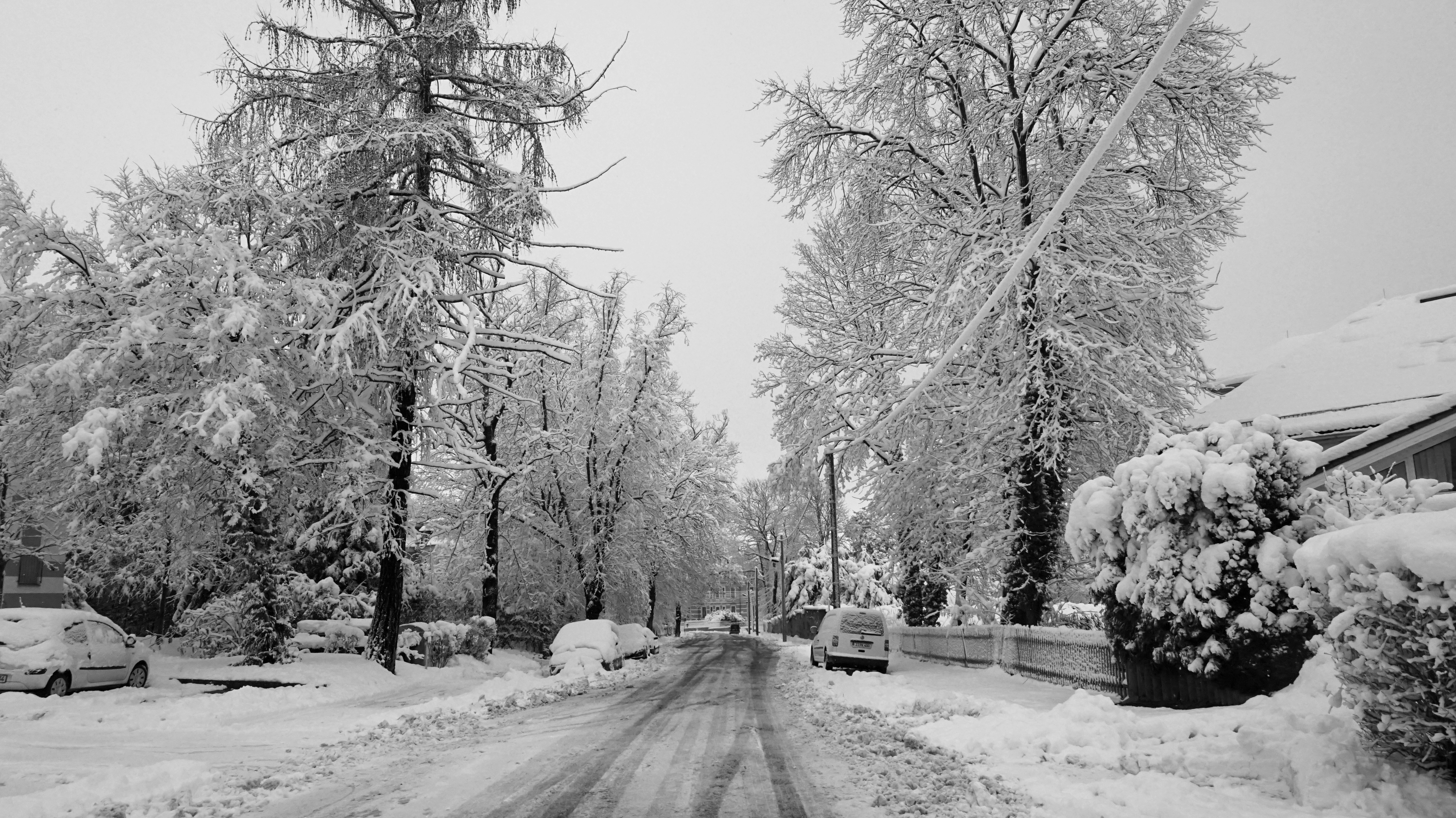 Snow-covered trees line a quiet residential street.