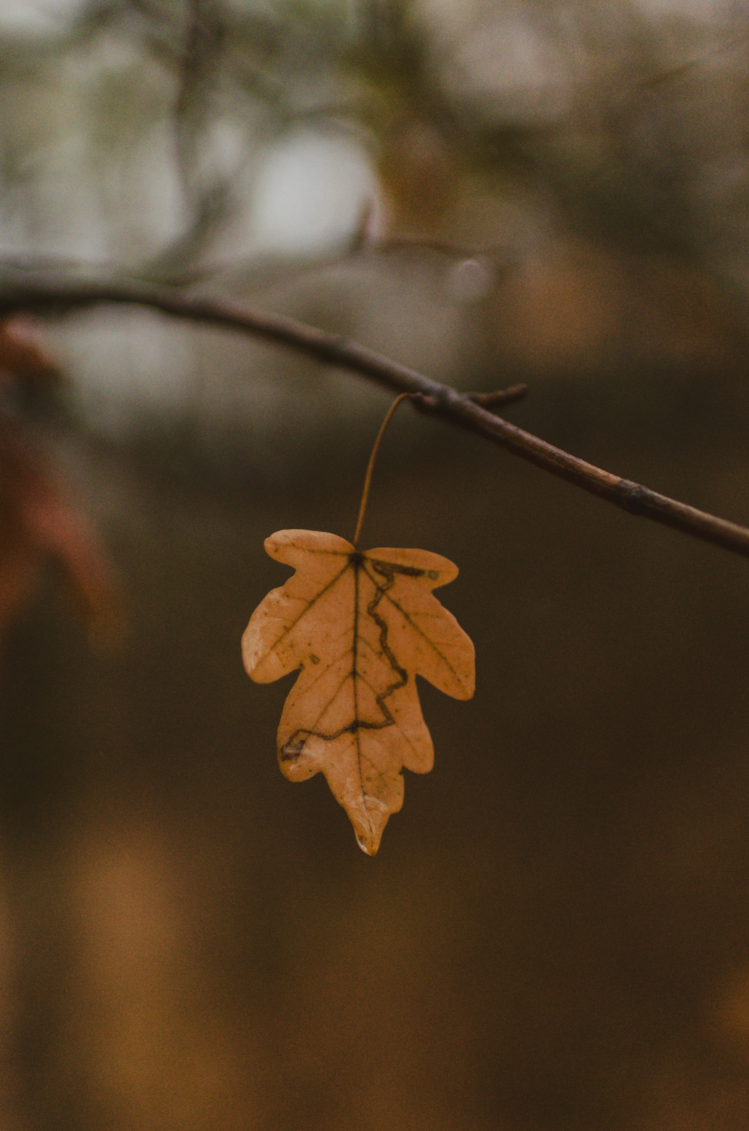 vmware中自动挂载共享文件夹的问题