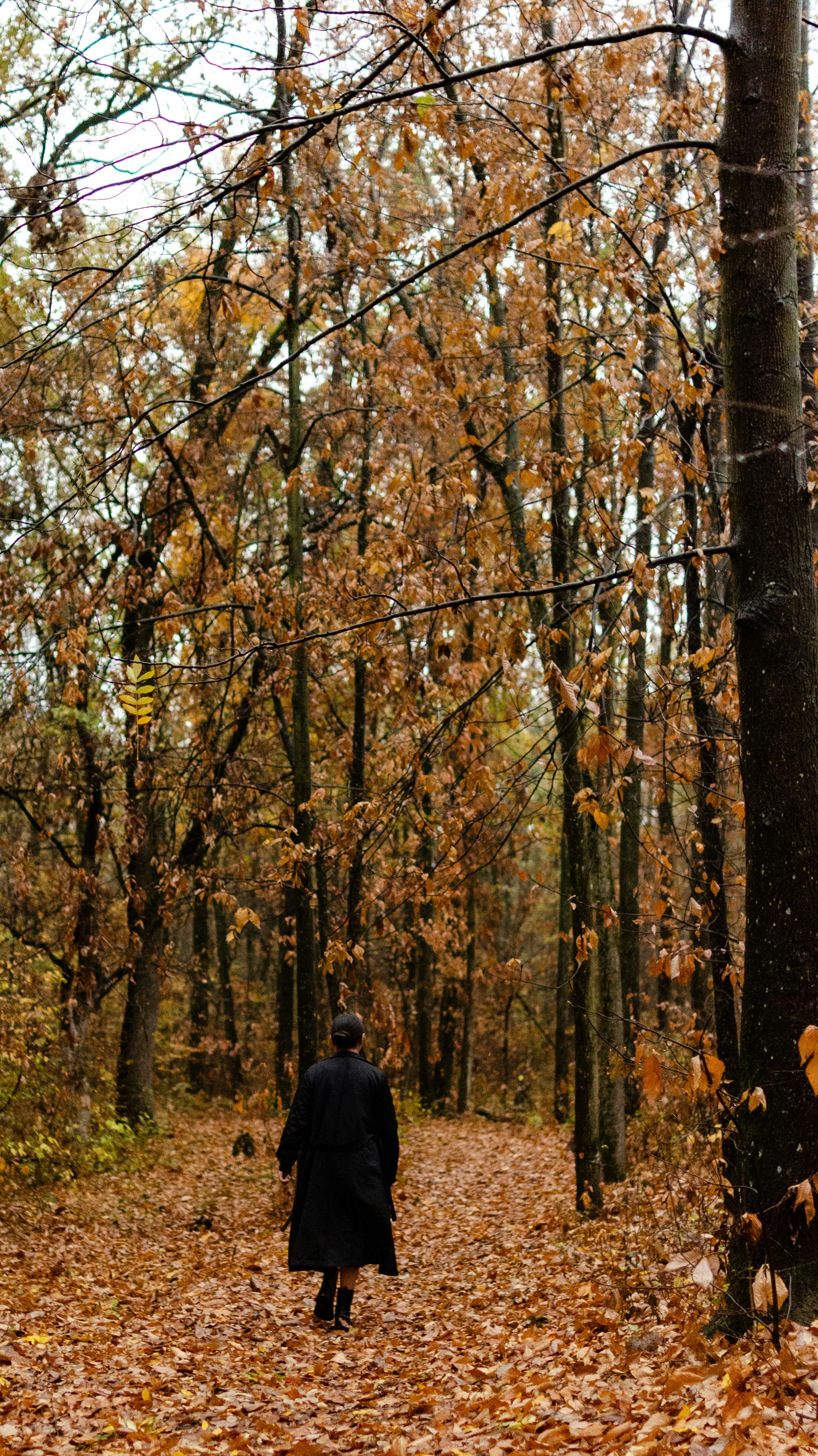 La persona cammina su un sentiero nella foresta autunnale