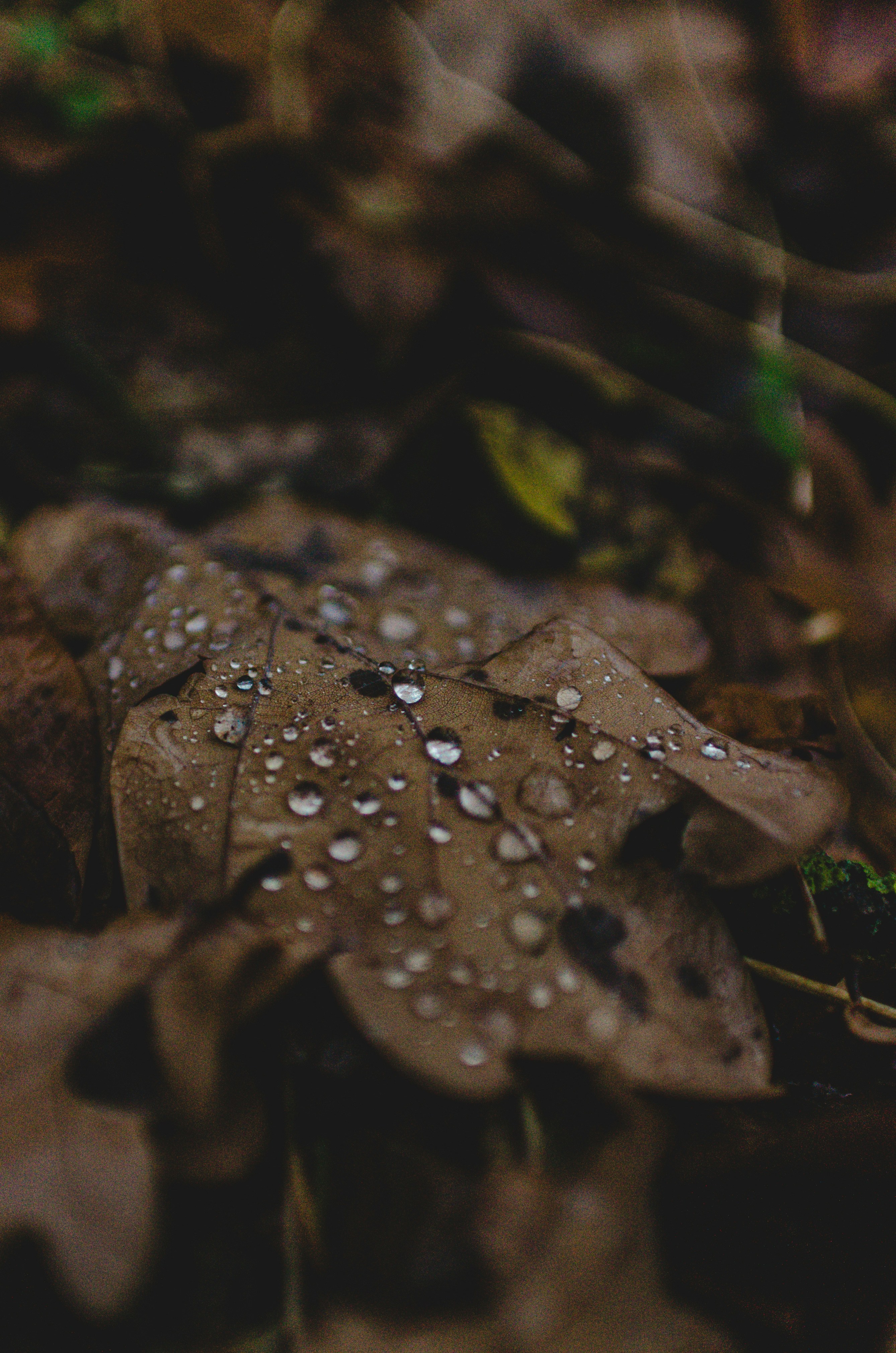Foglia autunnale marrone con goccioline d'acqua sul suolo della foresta