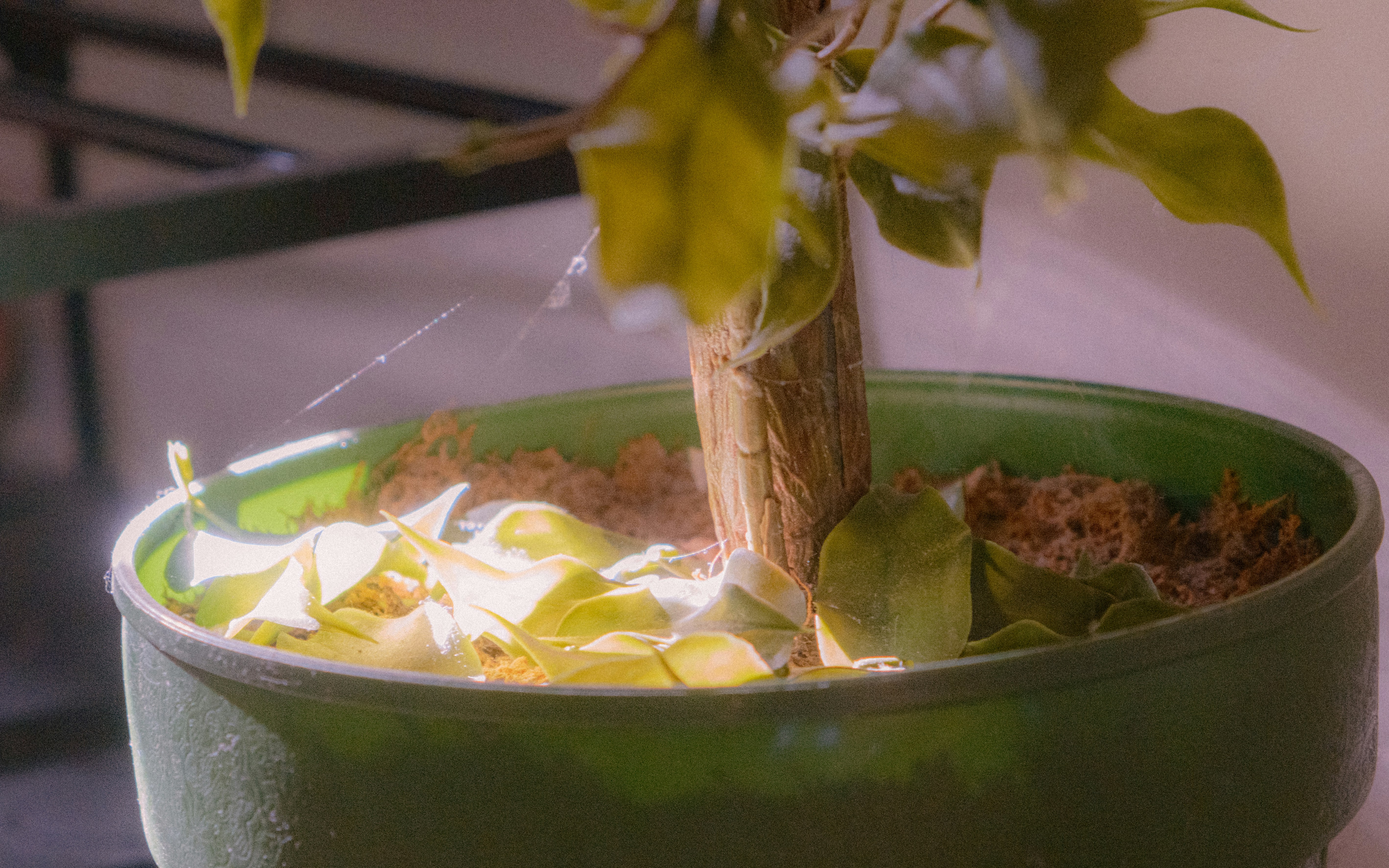 A potted plant with dry leaves and soil
