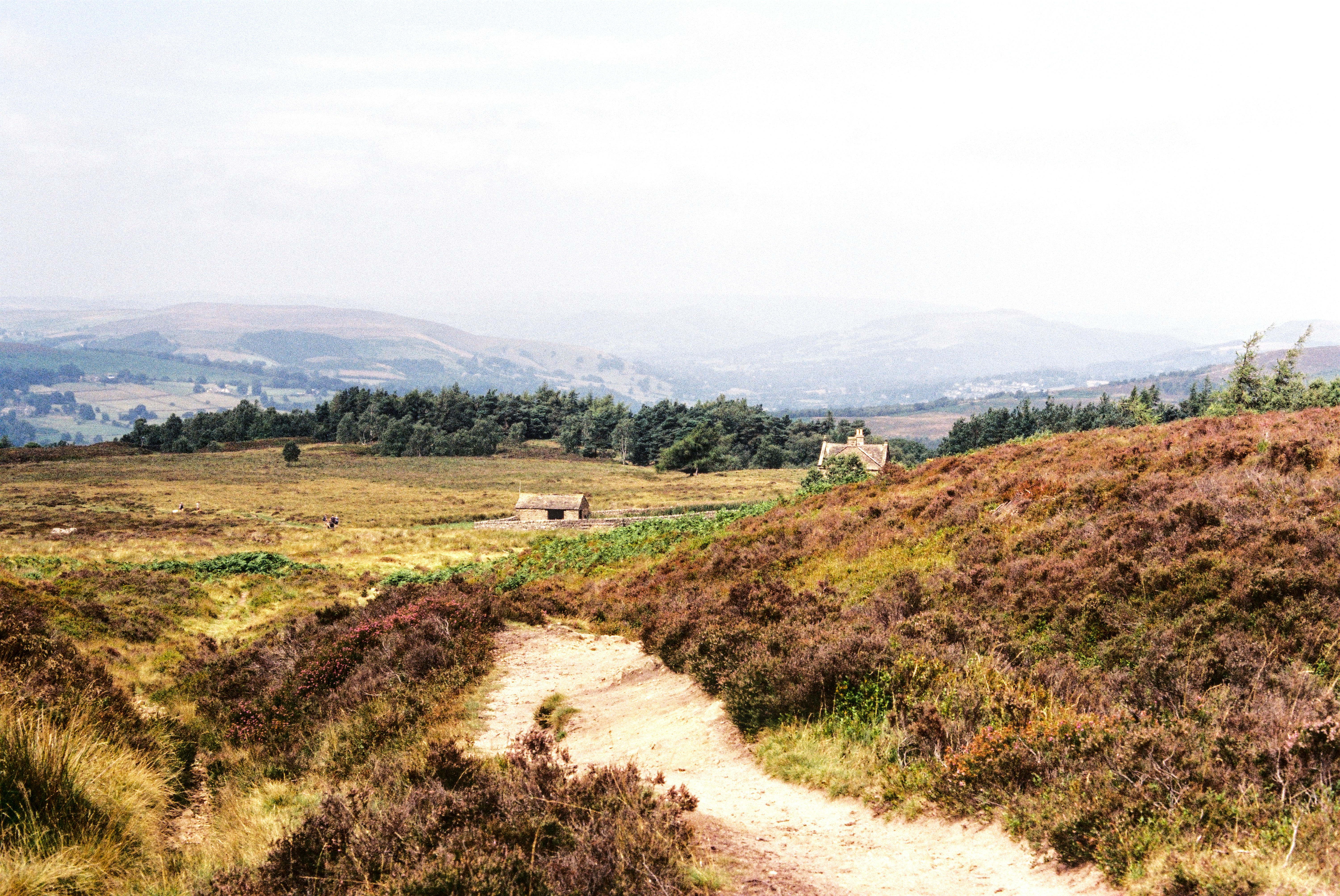 A dirt path winds through heather-covered hills.