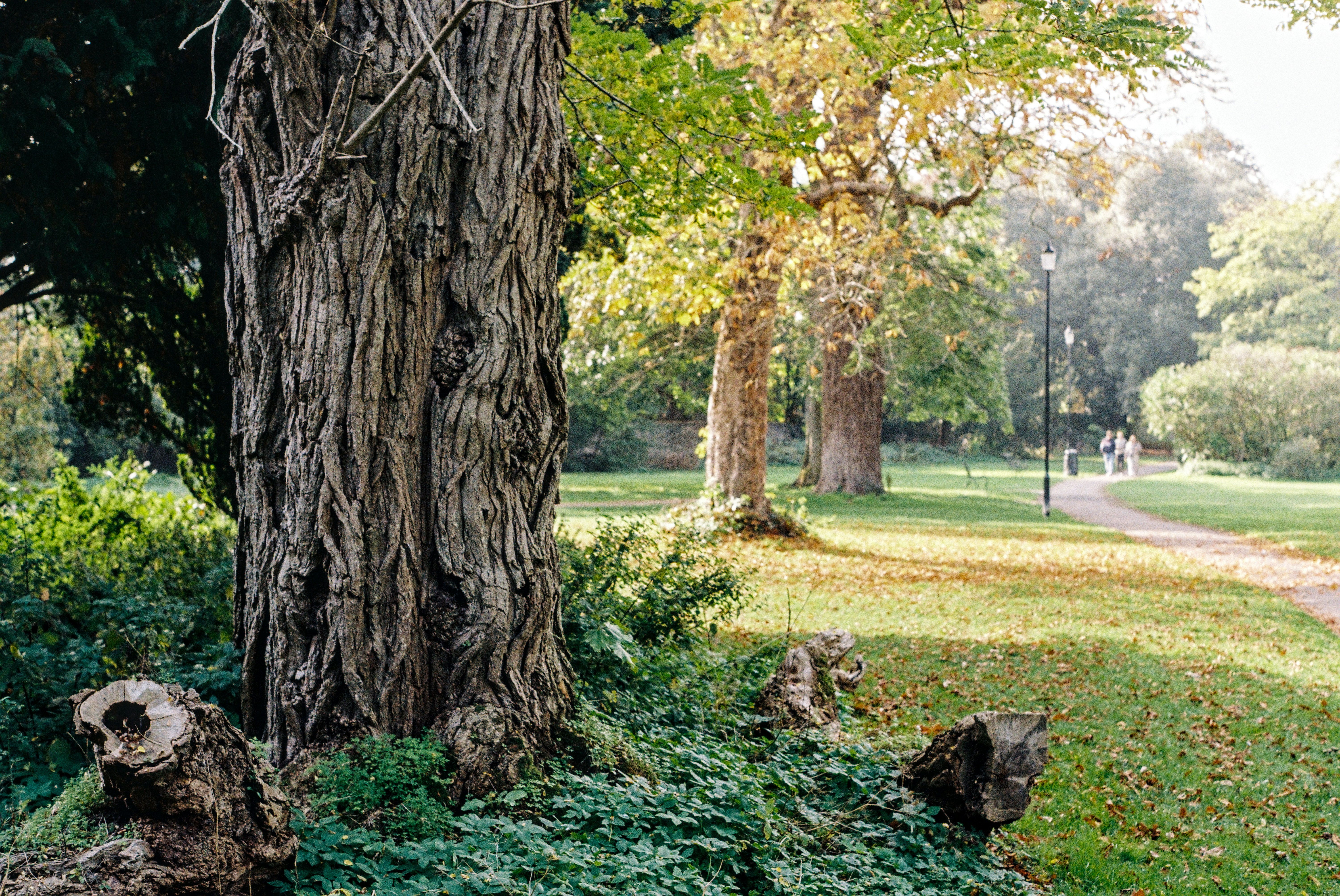 Three owls carved into a tree trunk in a park.