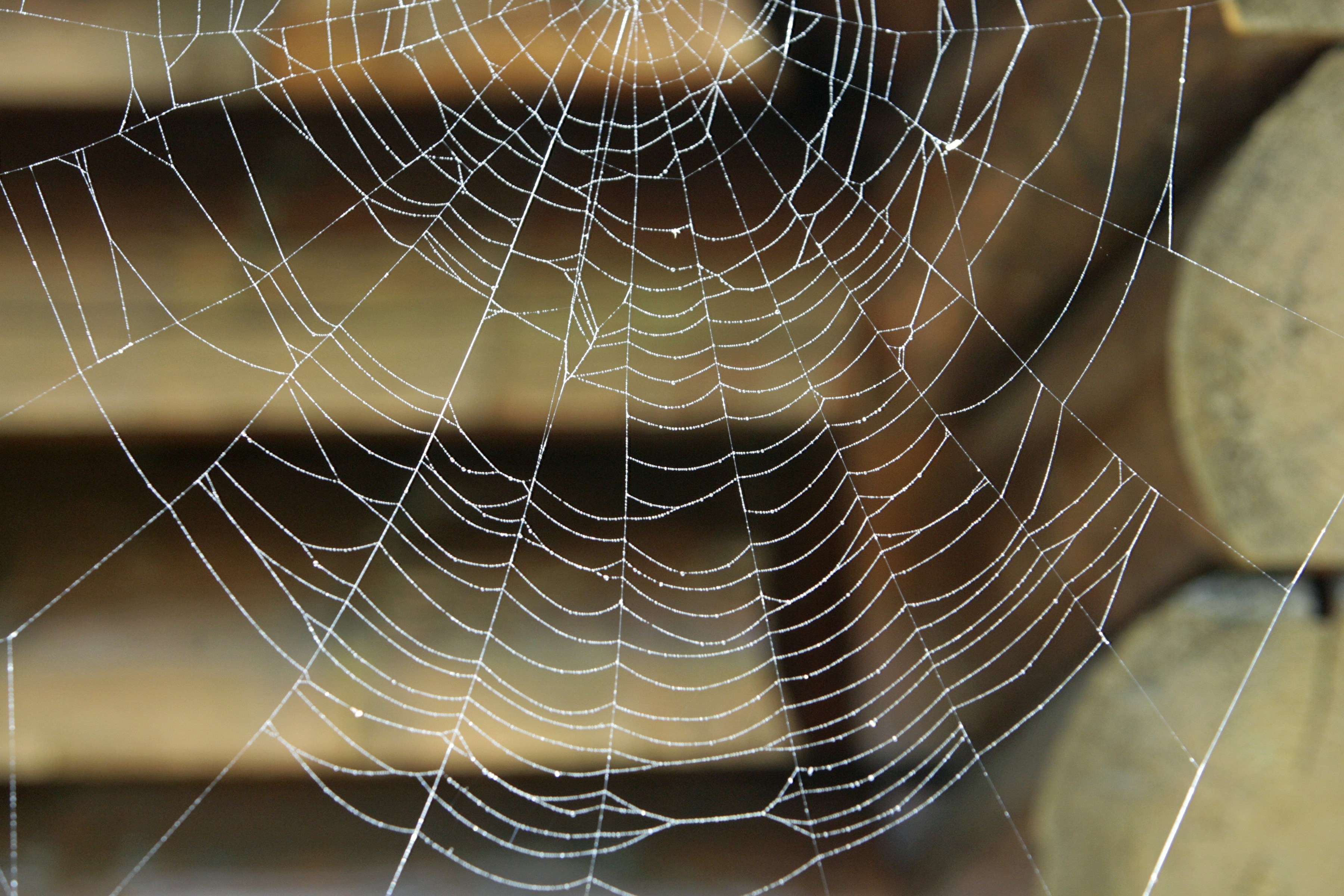 Dew drops on a spider web with wooden background