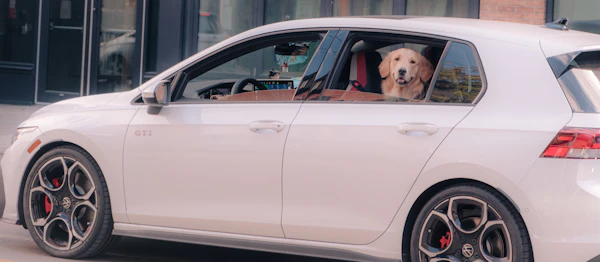 Pet Transport Calais to Ashford International | Door-to-Door Pet Taxi