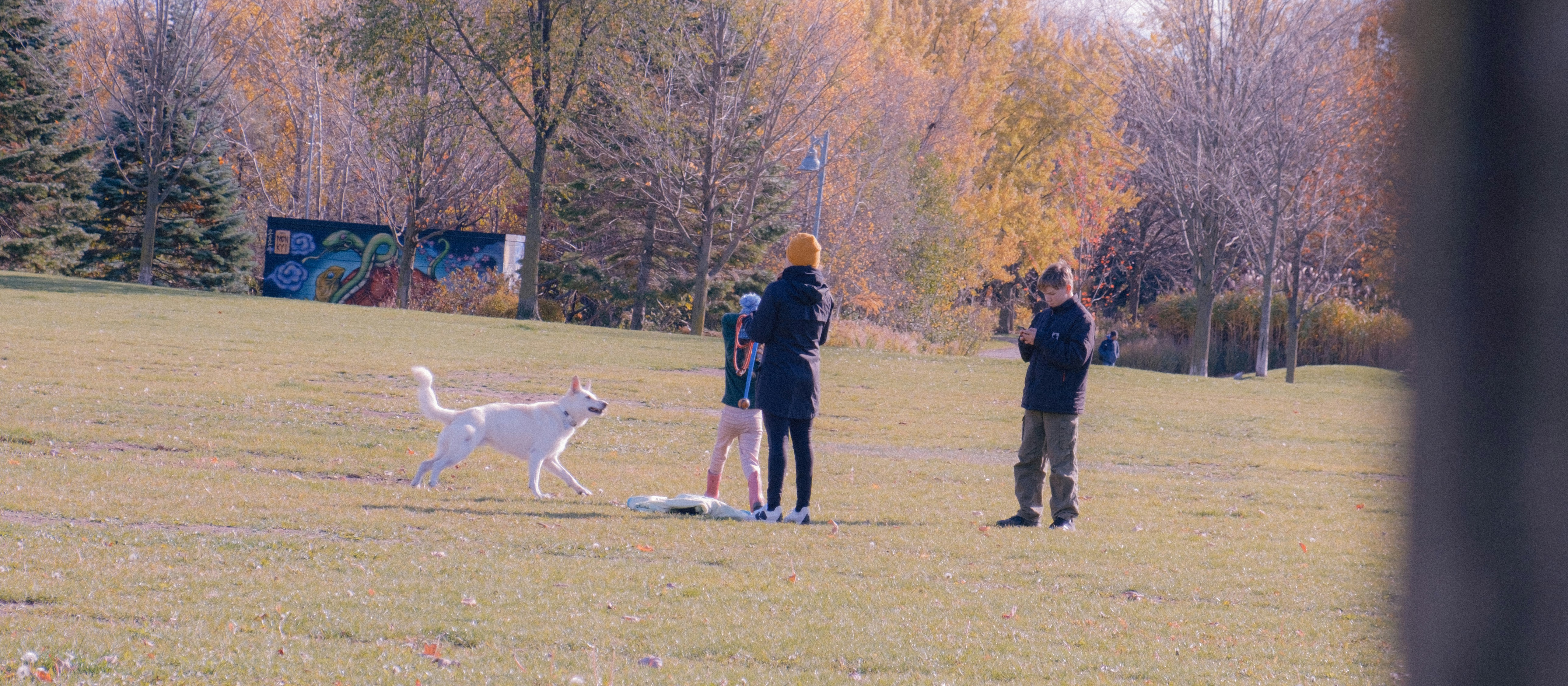 Dog exercise and training