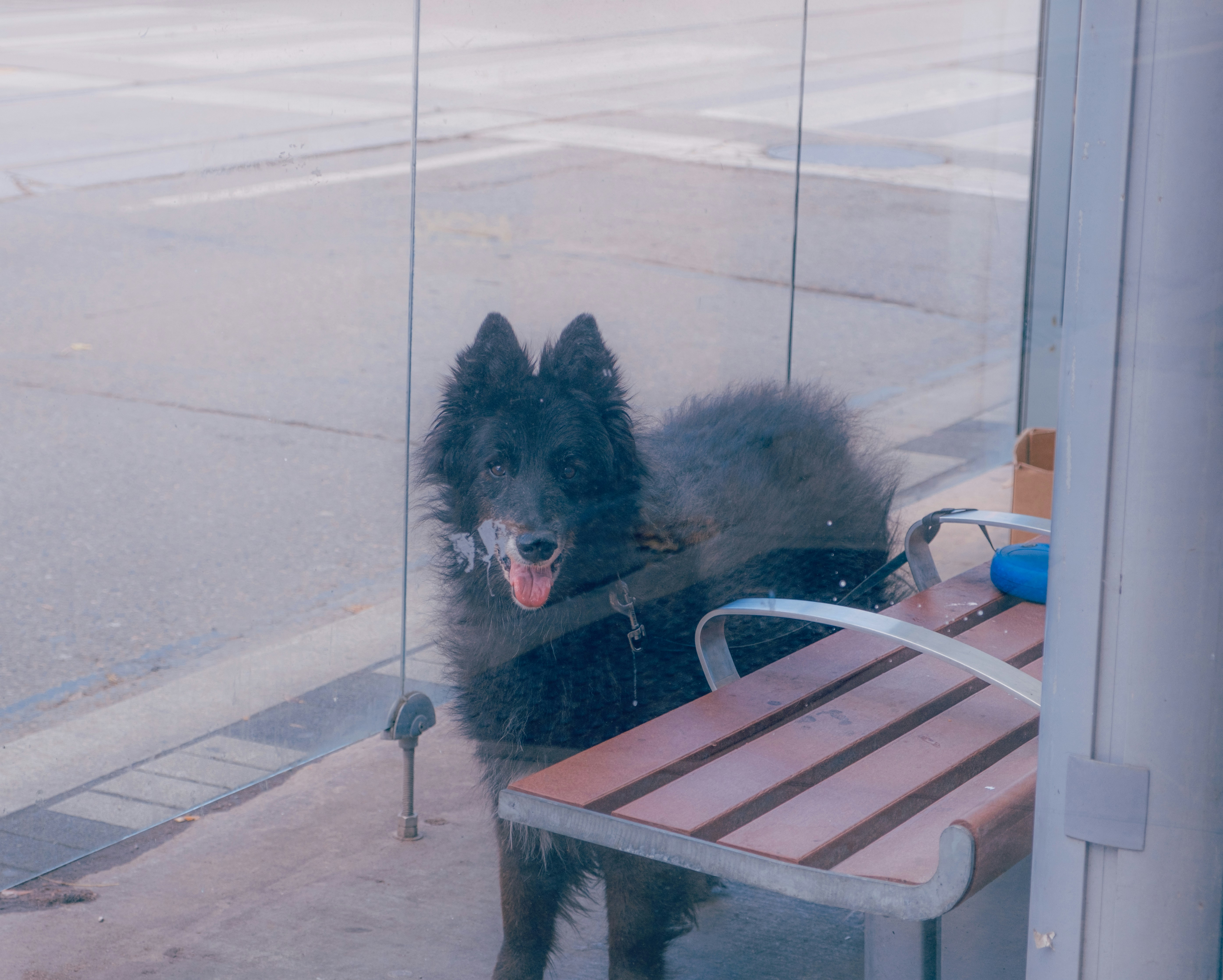 Stray Dog Cafe