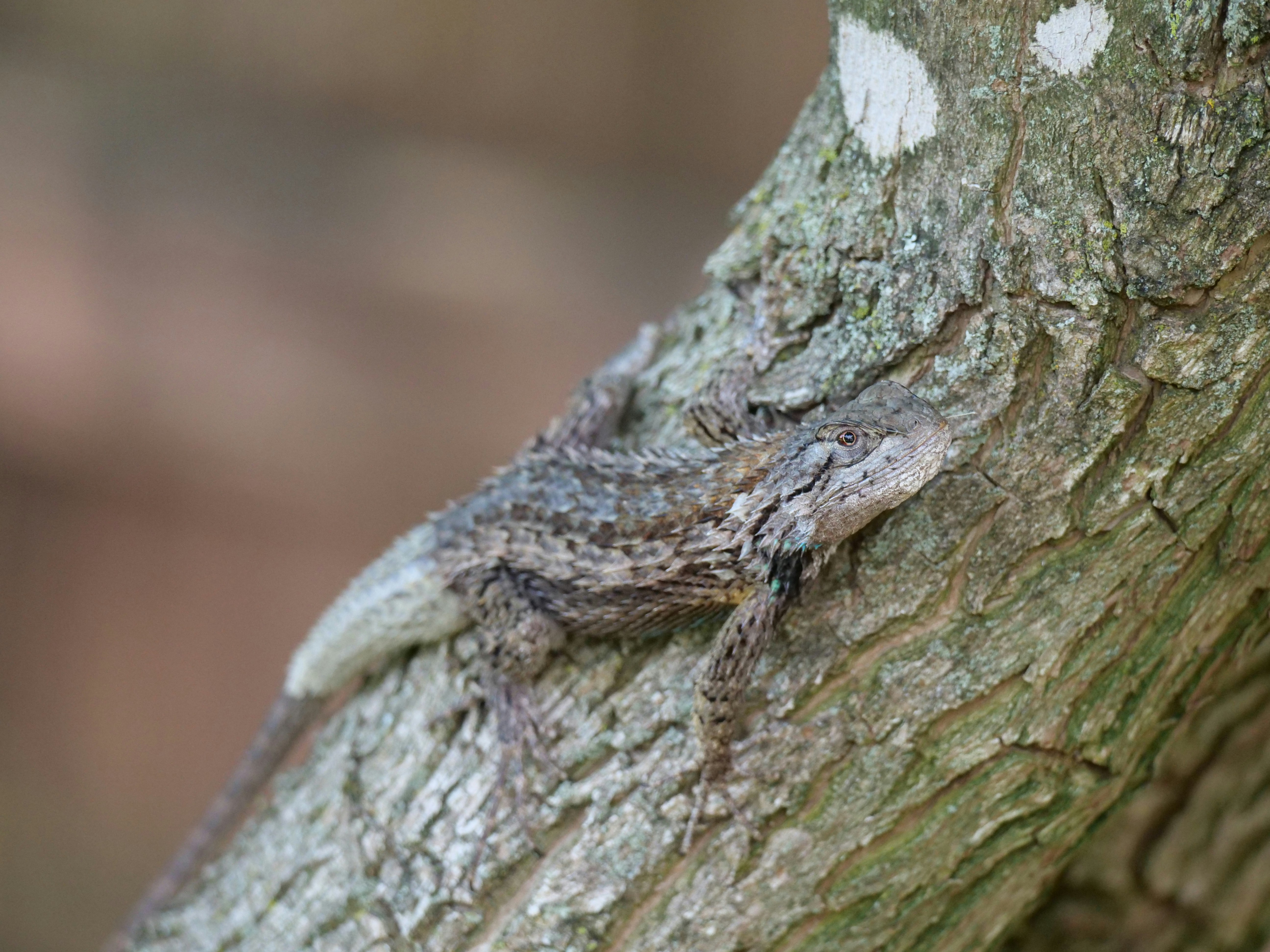 A small lizard clings to a textured tree branch.