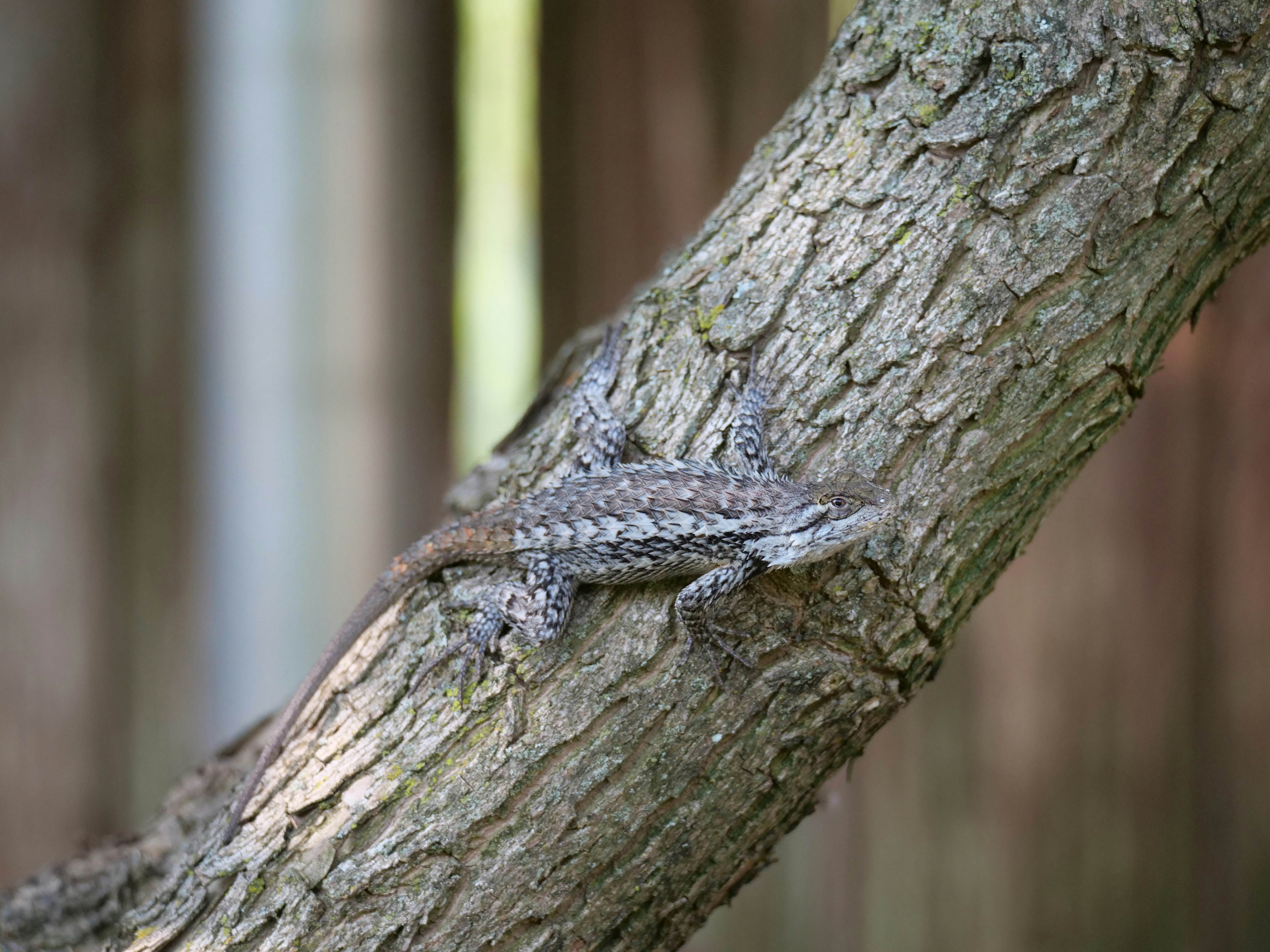 A lizard rests on a textured tree branch.