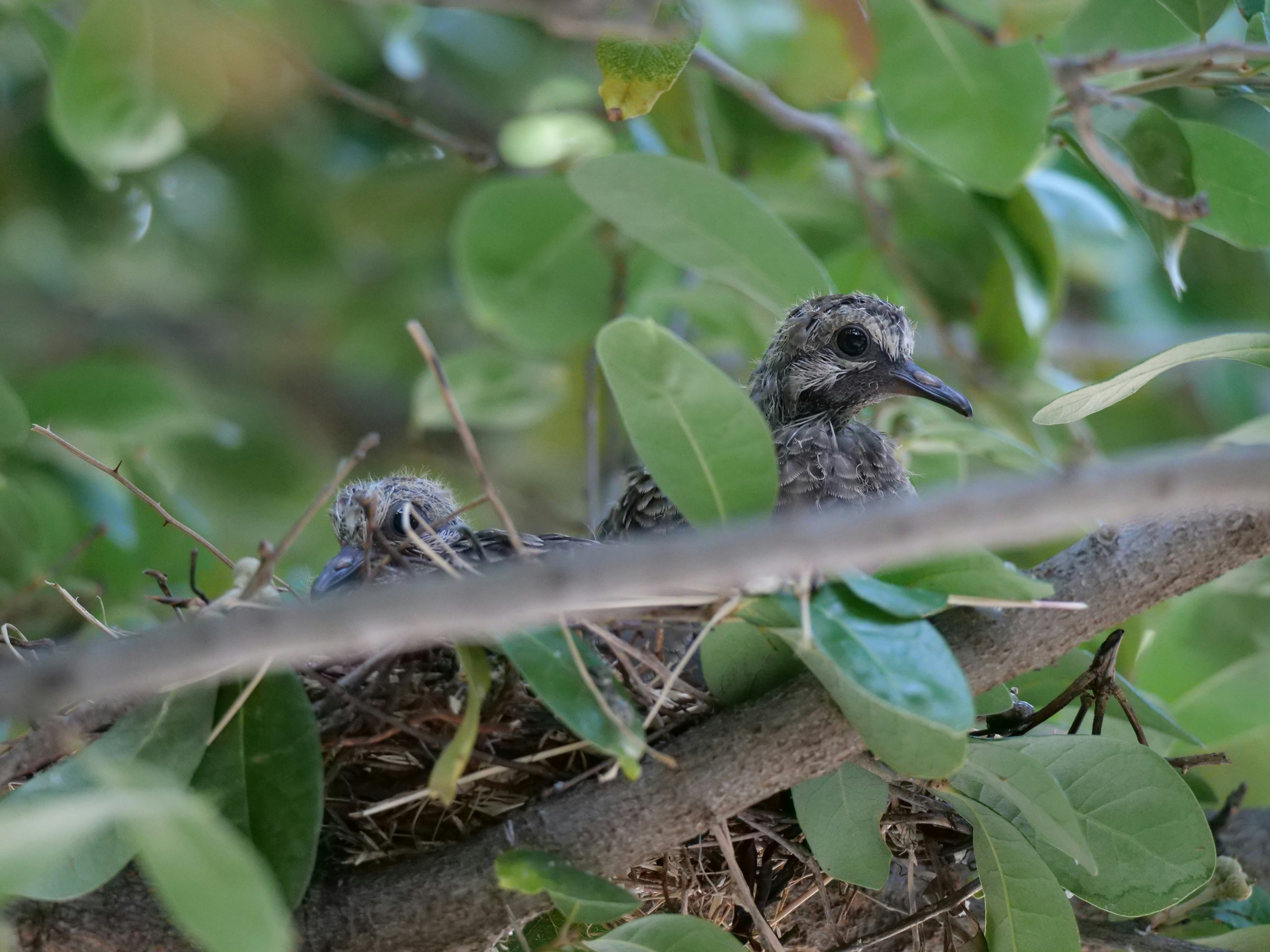 Two young birds in a nest among leaves.