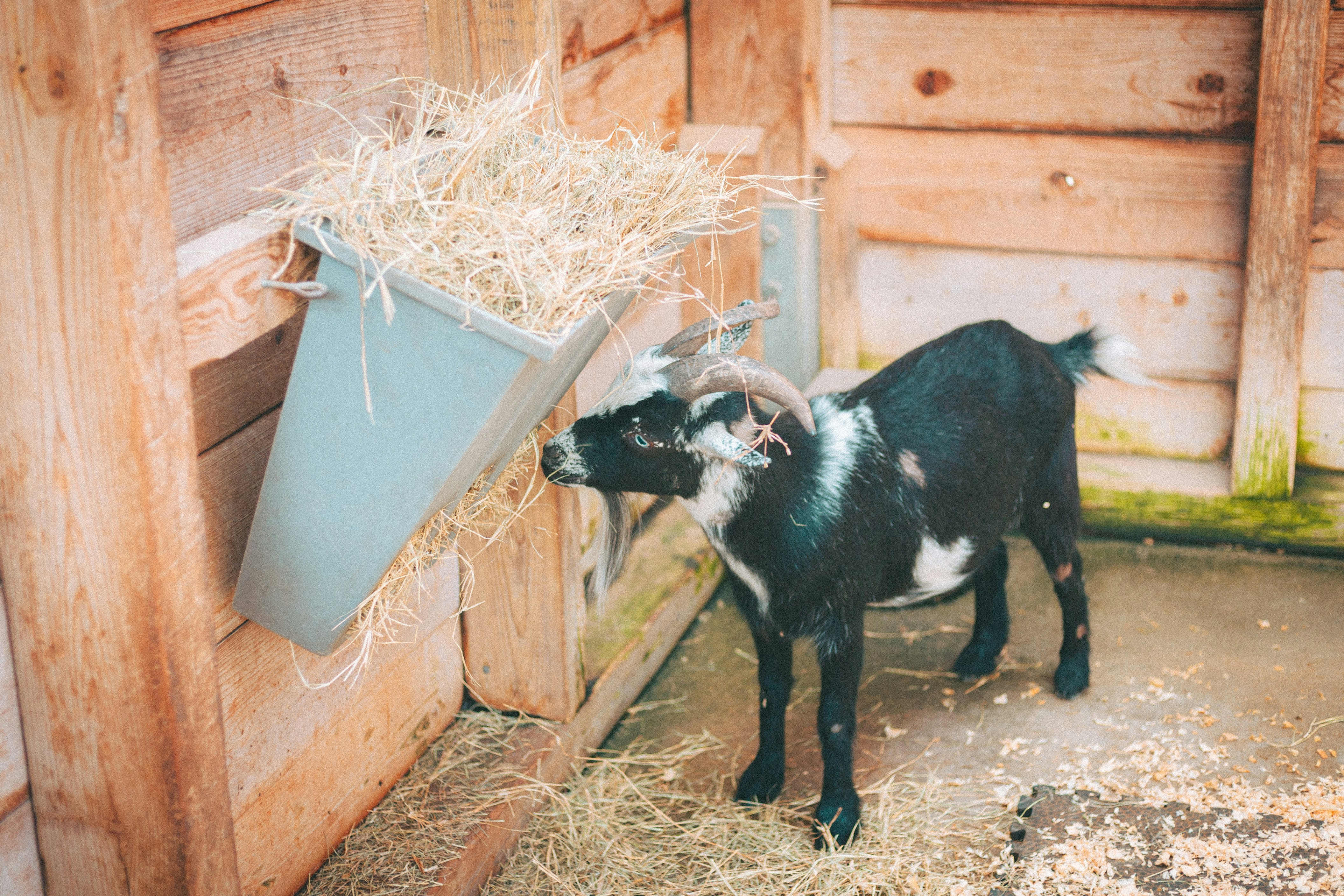 A black and white goat eating hay from a feeder.