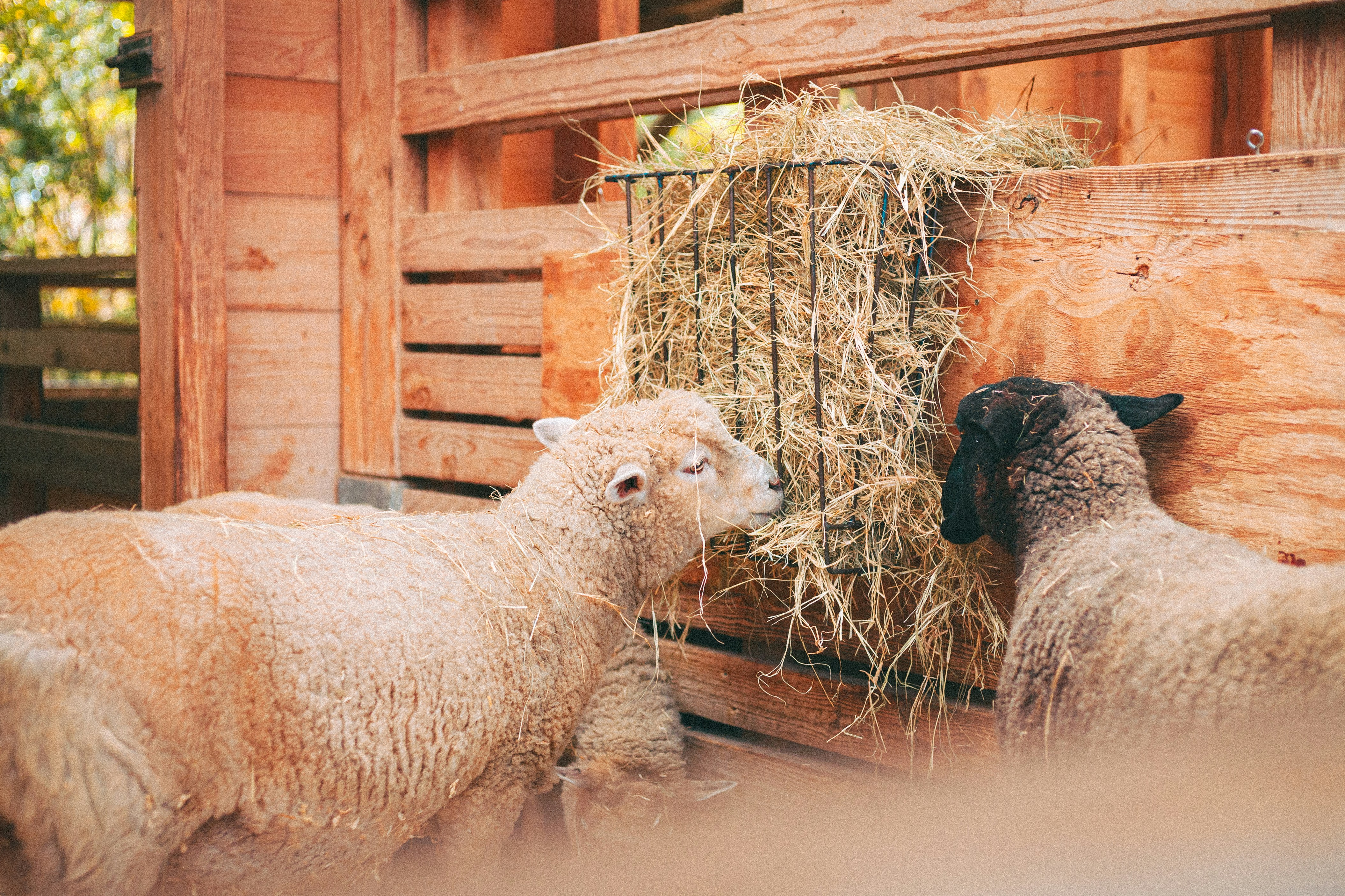 Two sheep eating hay from a feeder.