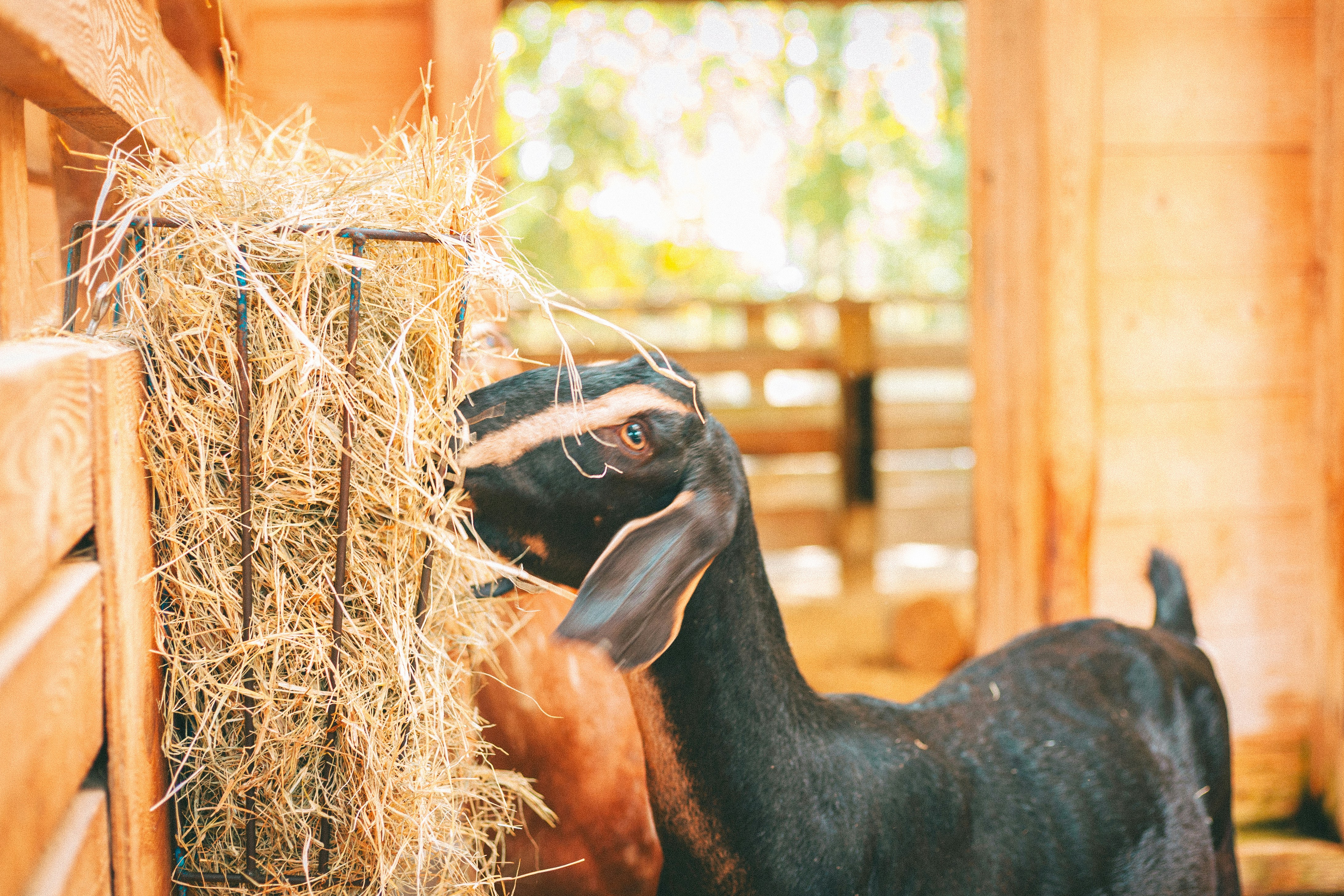 A black goat eating hay from a feeder.