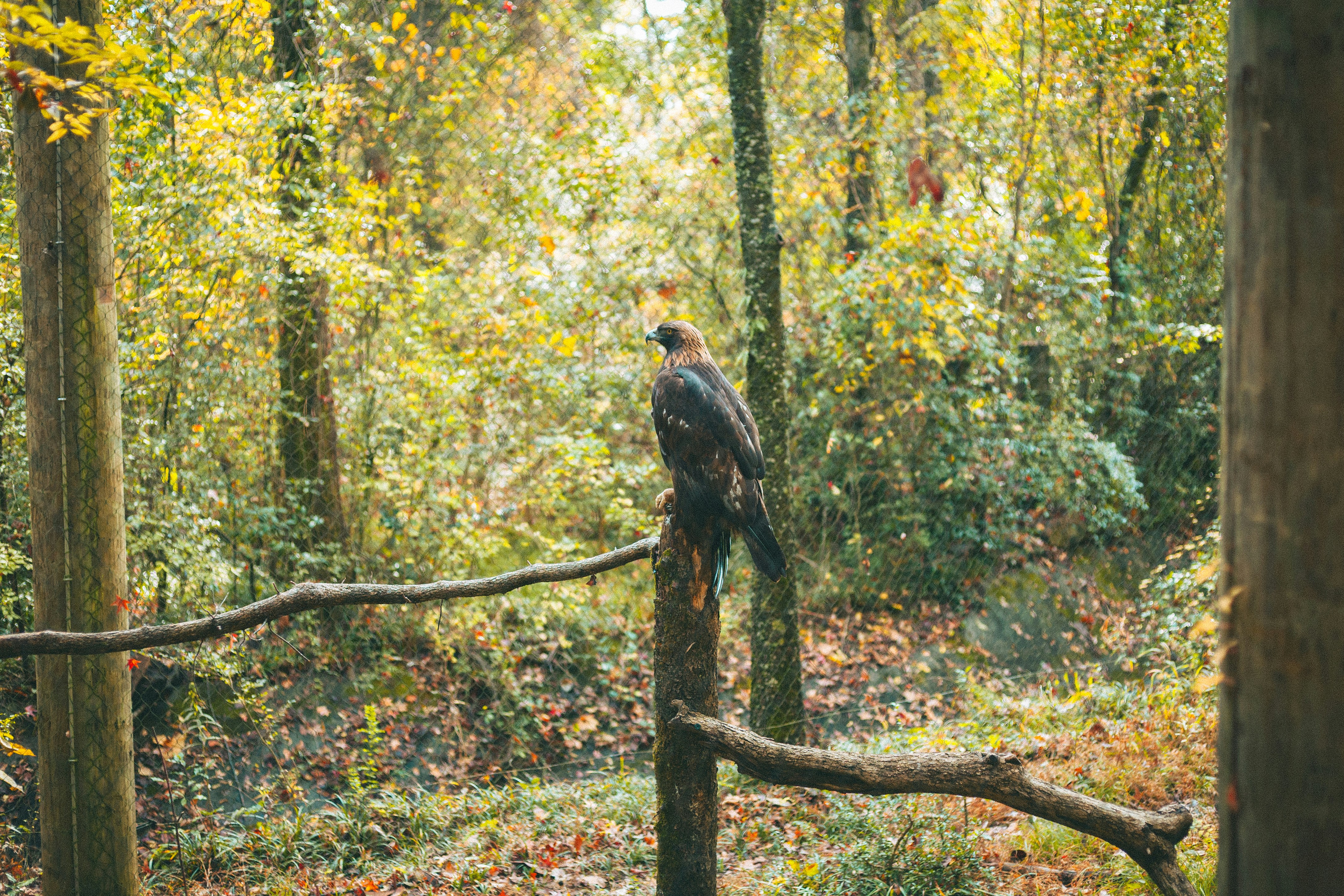 A hawk perches on a branch in a forest.