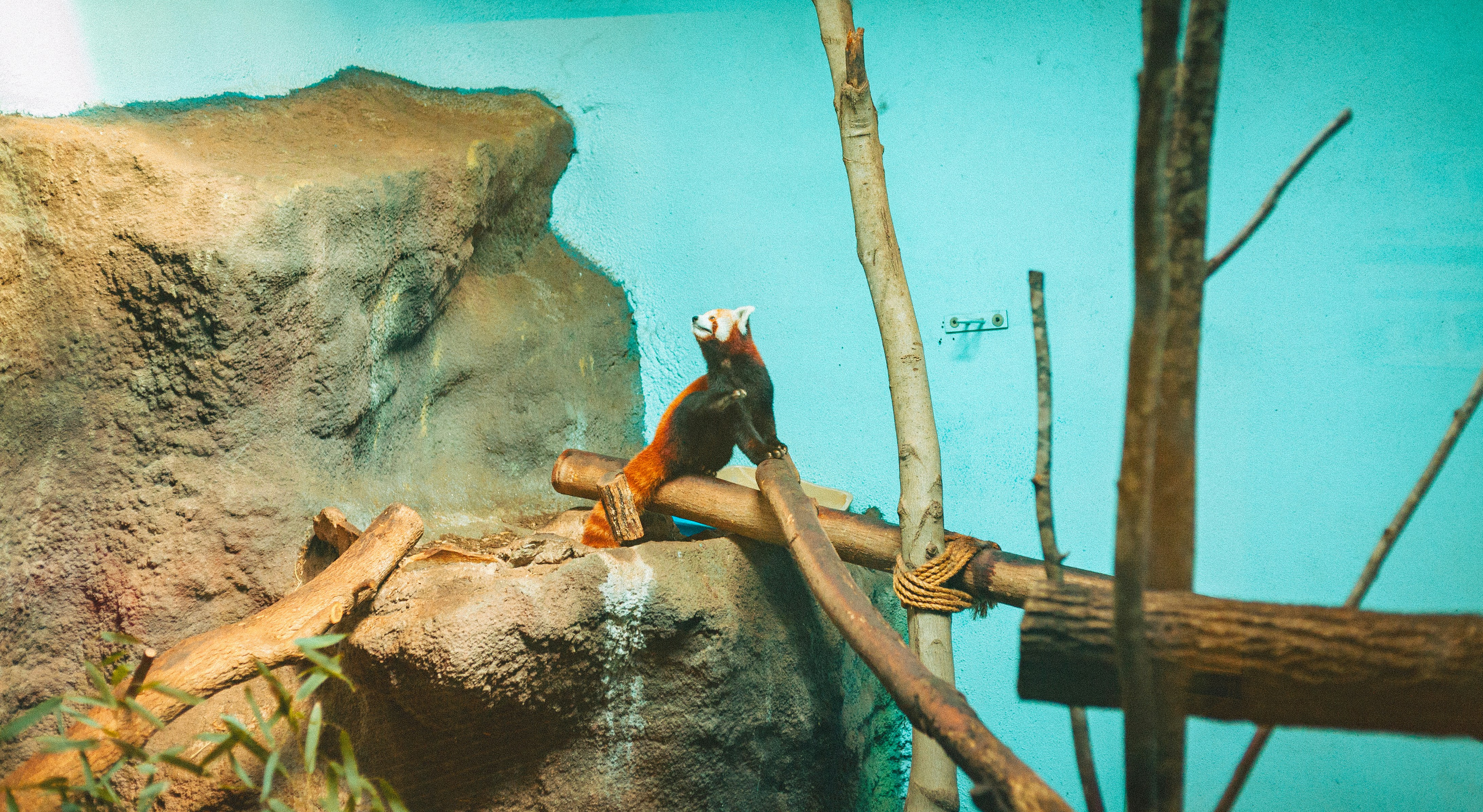 A red panda sits on a tree branch.