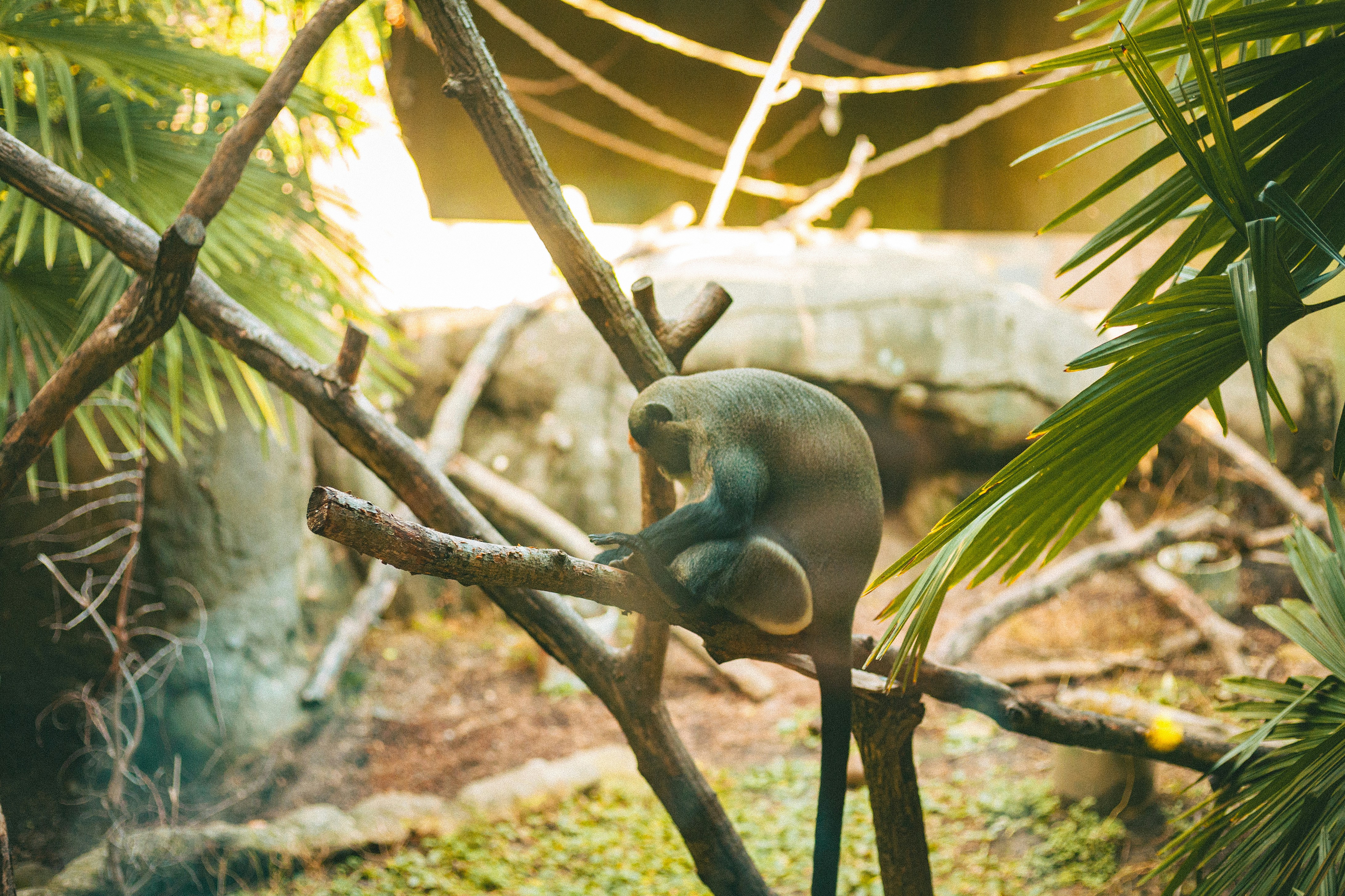 A monkey sits on a tree branch surrounded by leaves.