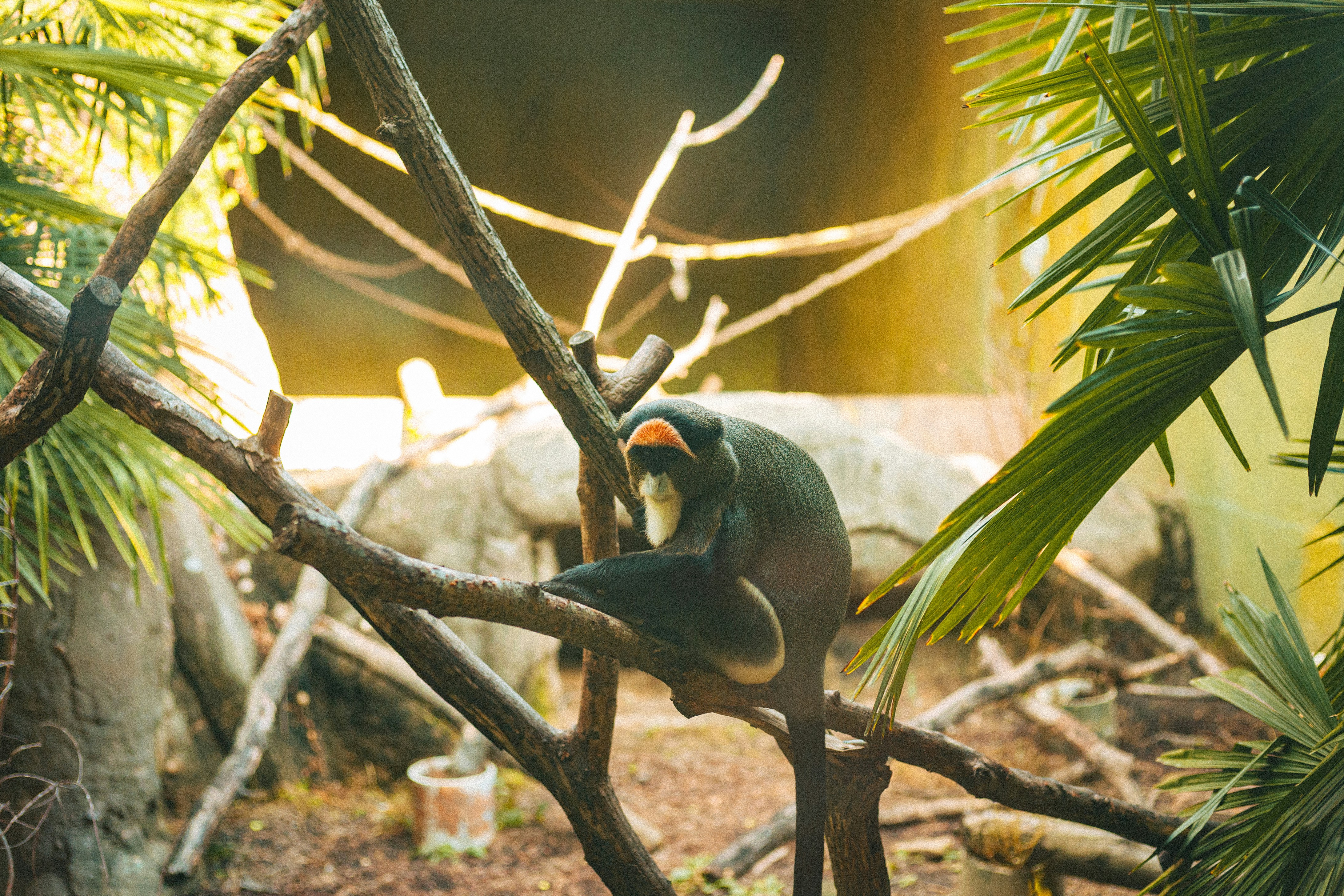 A monkey sits on a tree branch in a zoo.