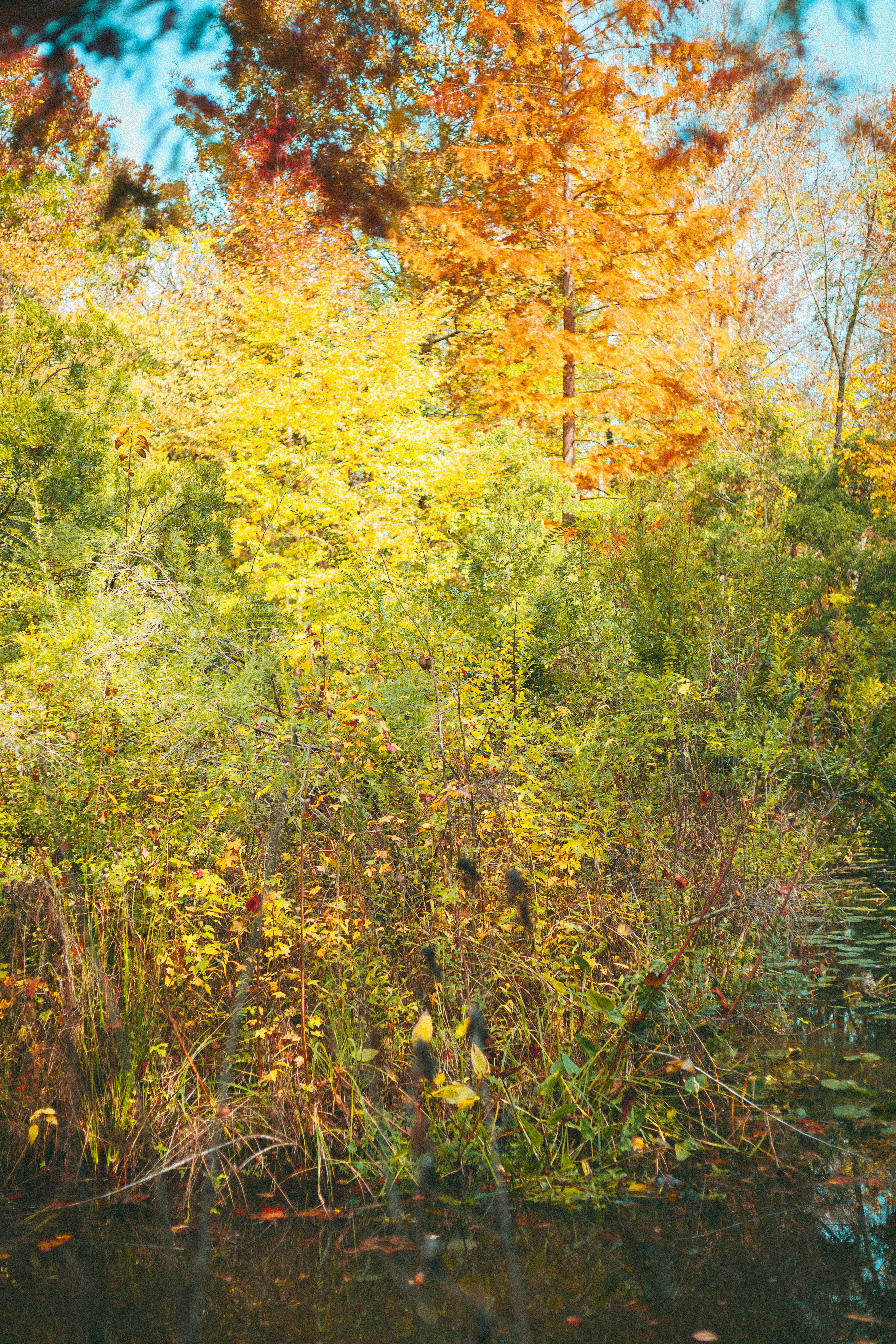 Vibrant autumn foliage beside a calm body of water.