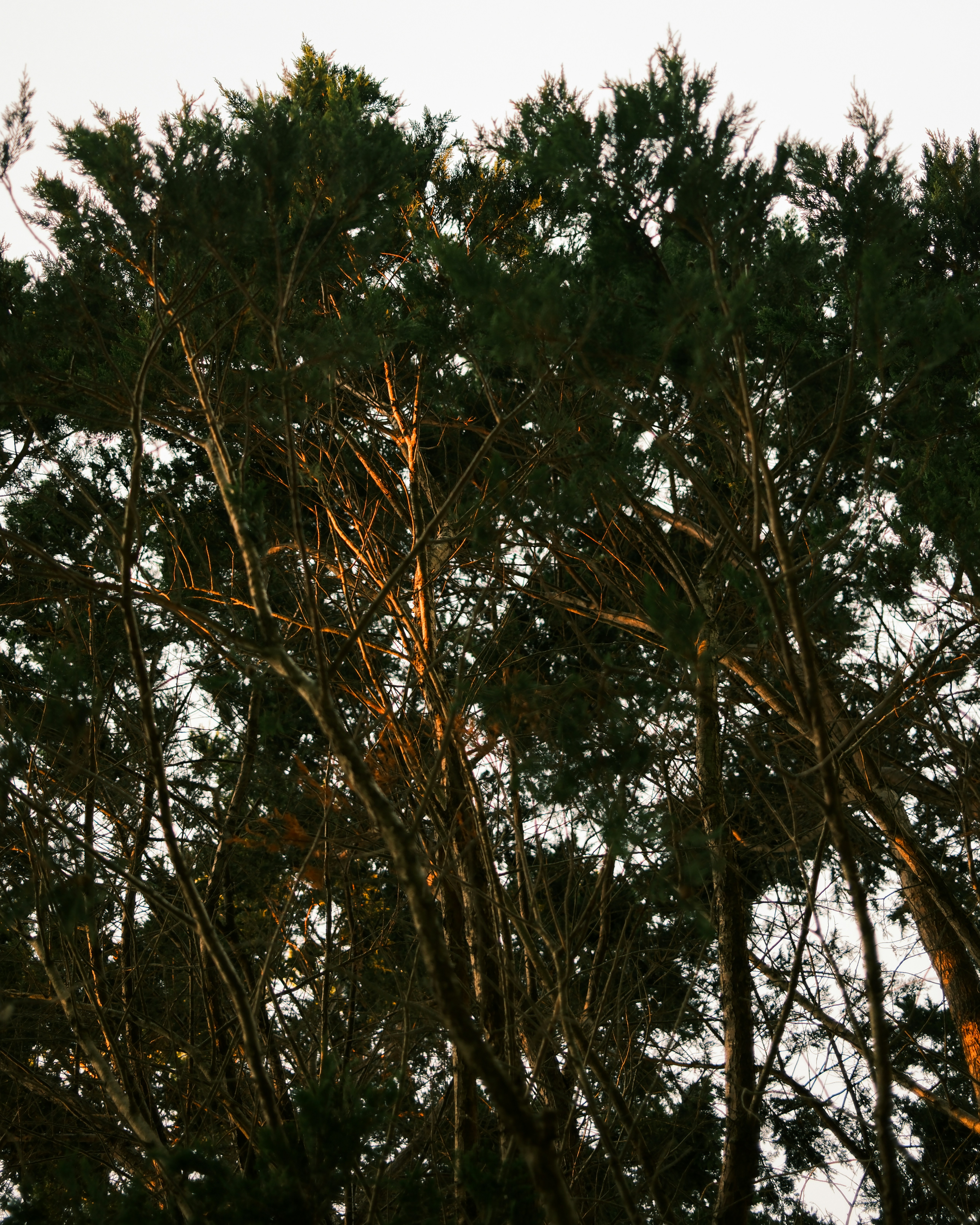 Photo by kalaniparker