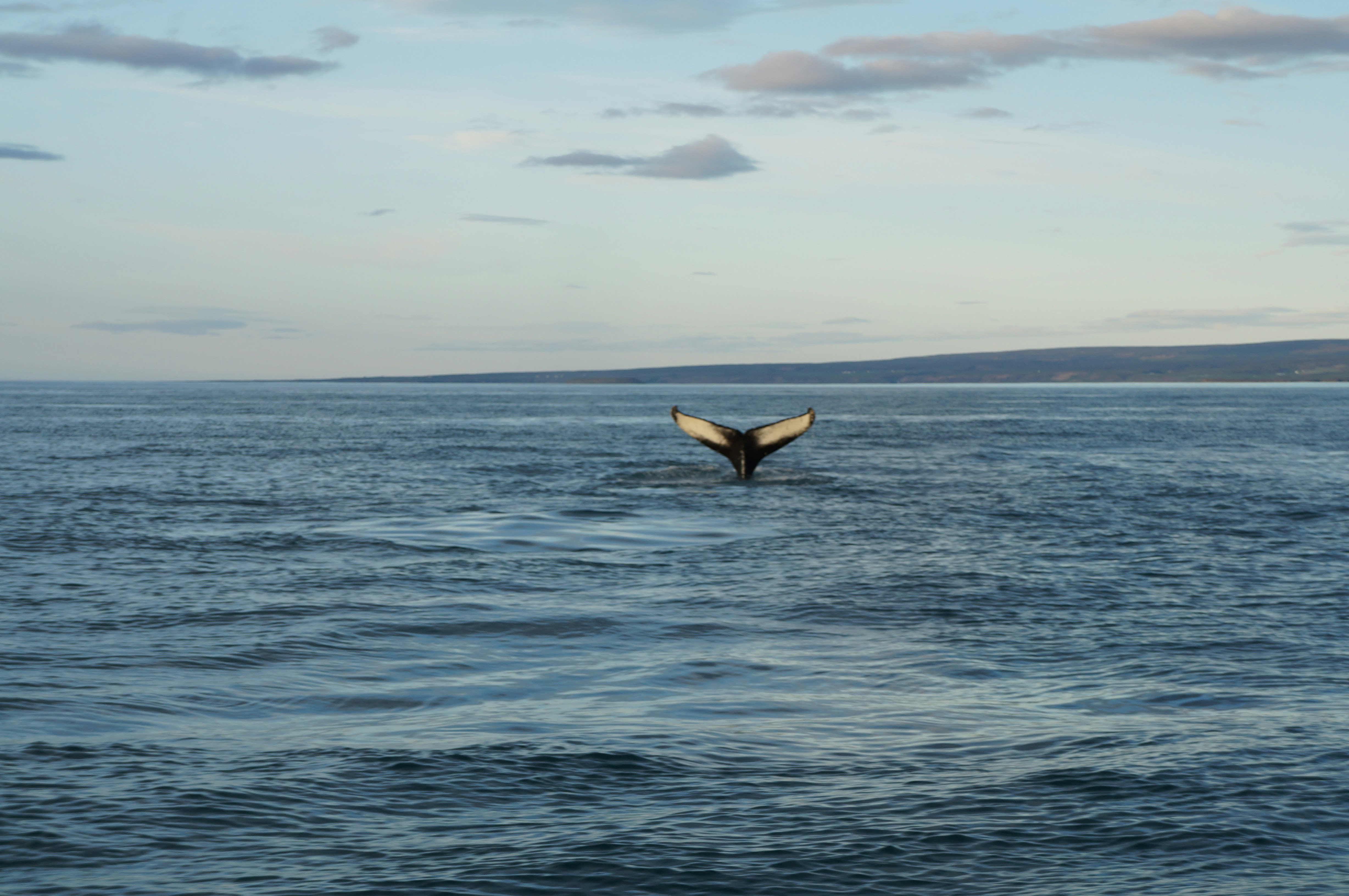 Photo by theadventuresoflukeybuke