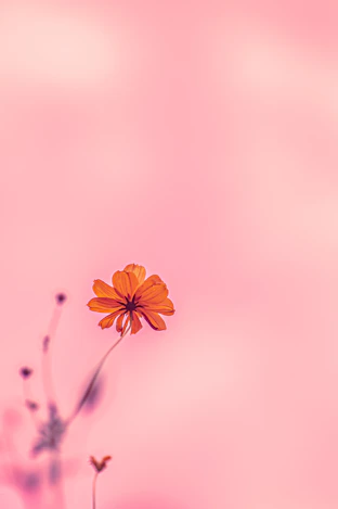 A single orange flower against a soft pink background.