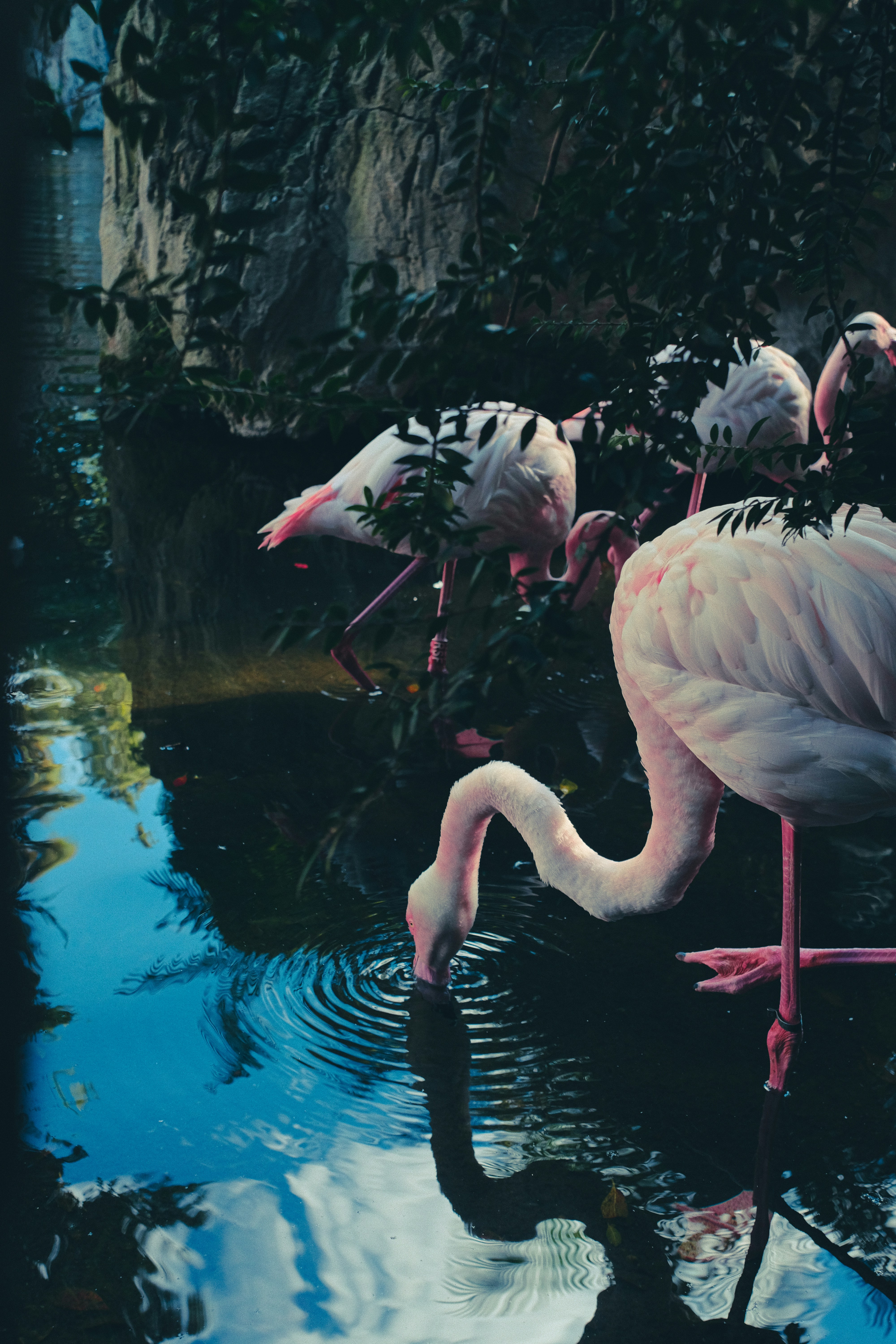 Flamingos trinken Wasser aus einem dunklen Teich.