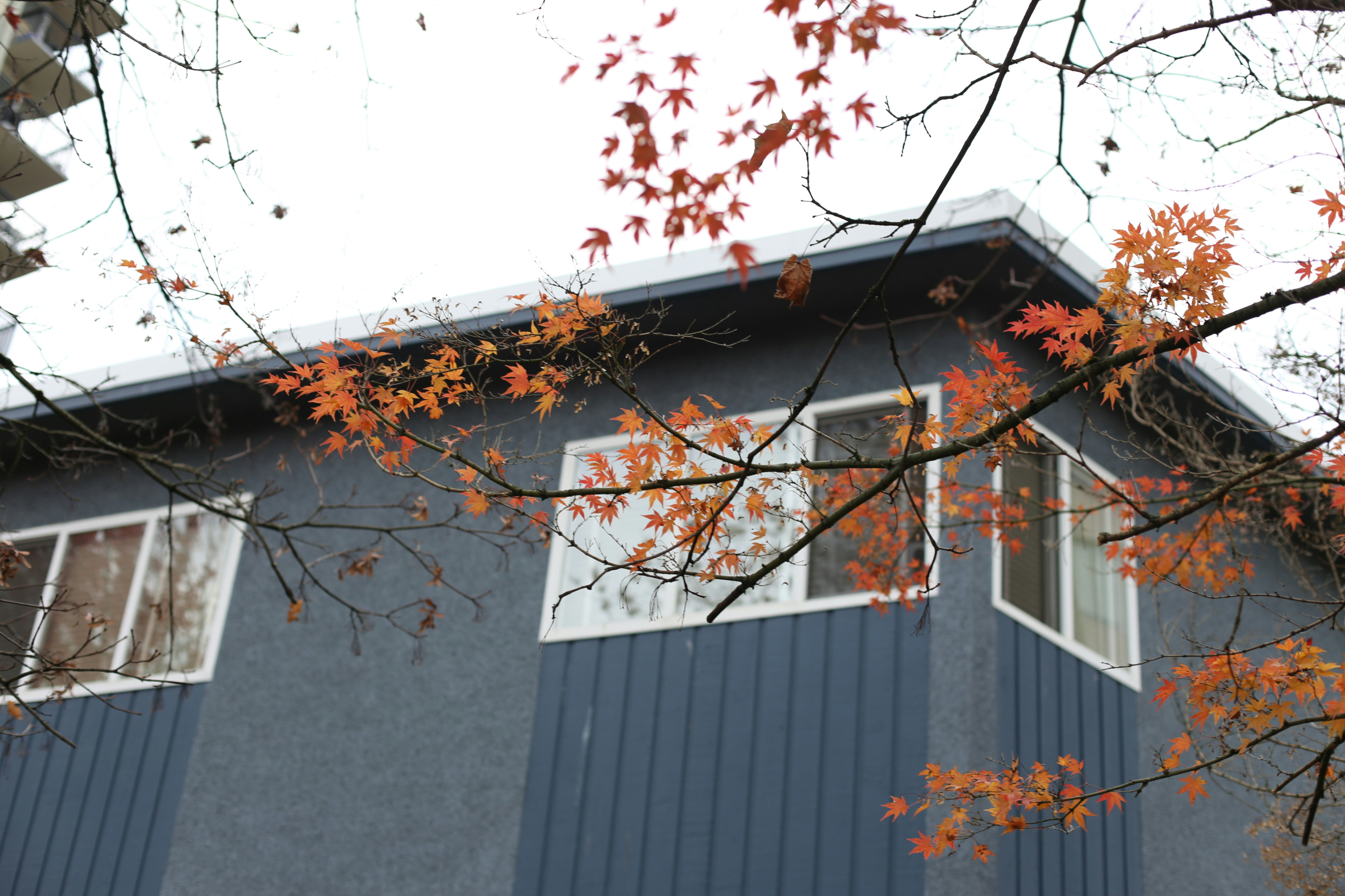 Autumn leaves frame a modern blue building.