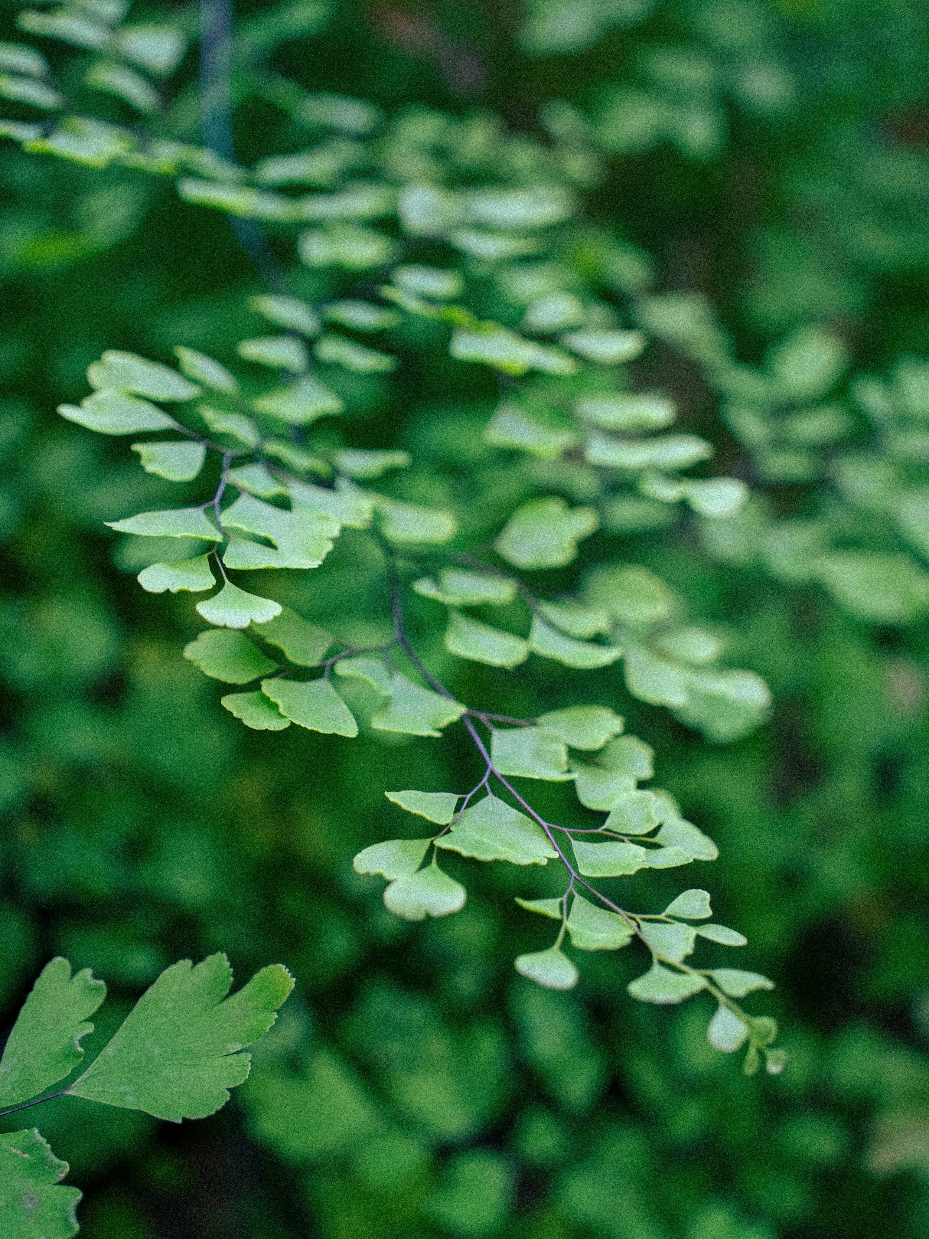 Delicate green fern fronds unfurling in soft light.
