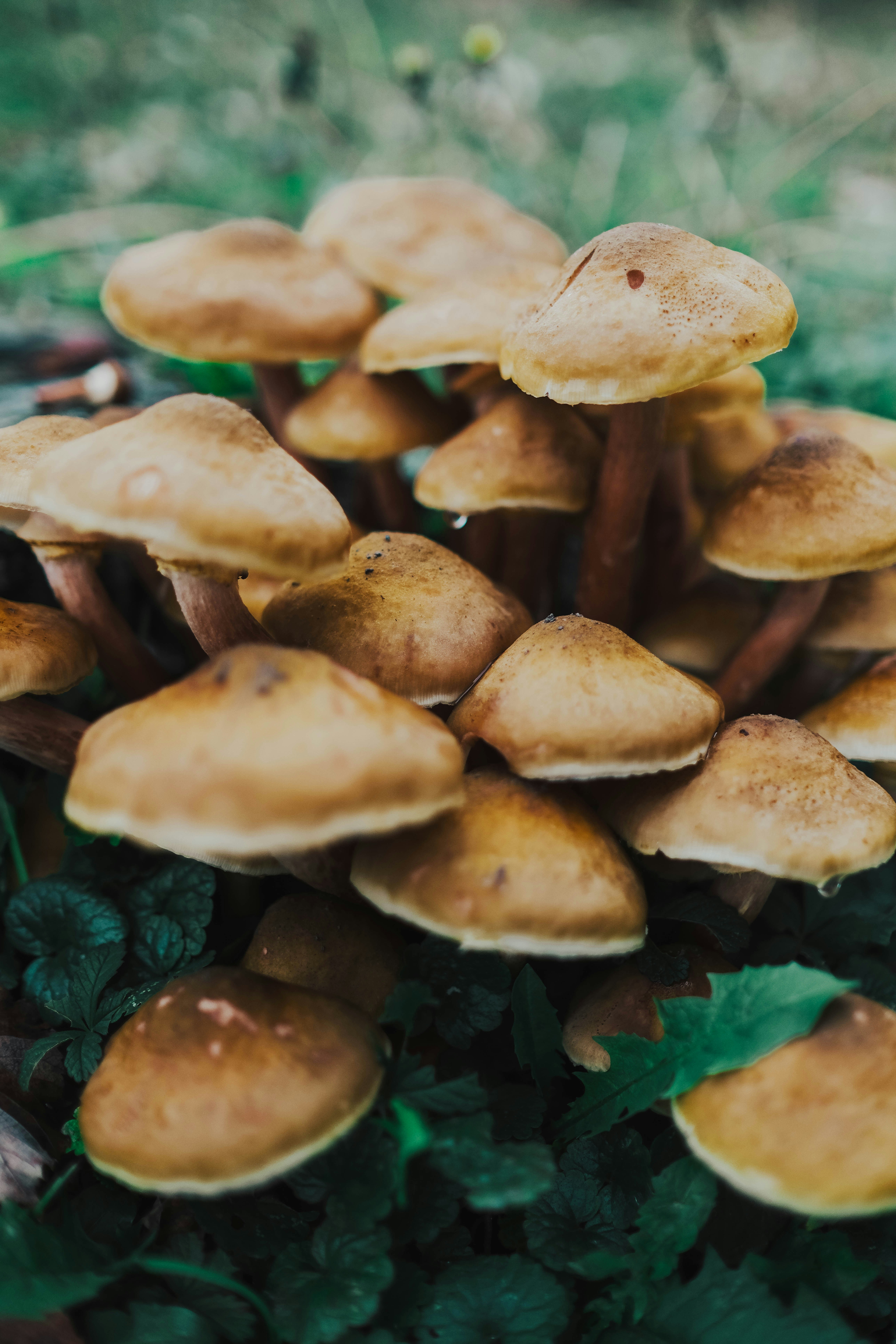Easy Mushroom Culturing using Saw Dust