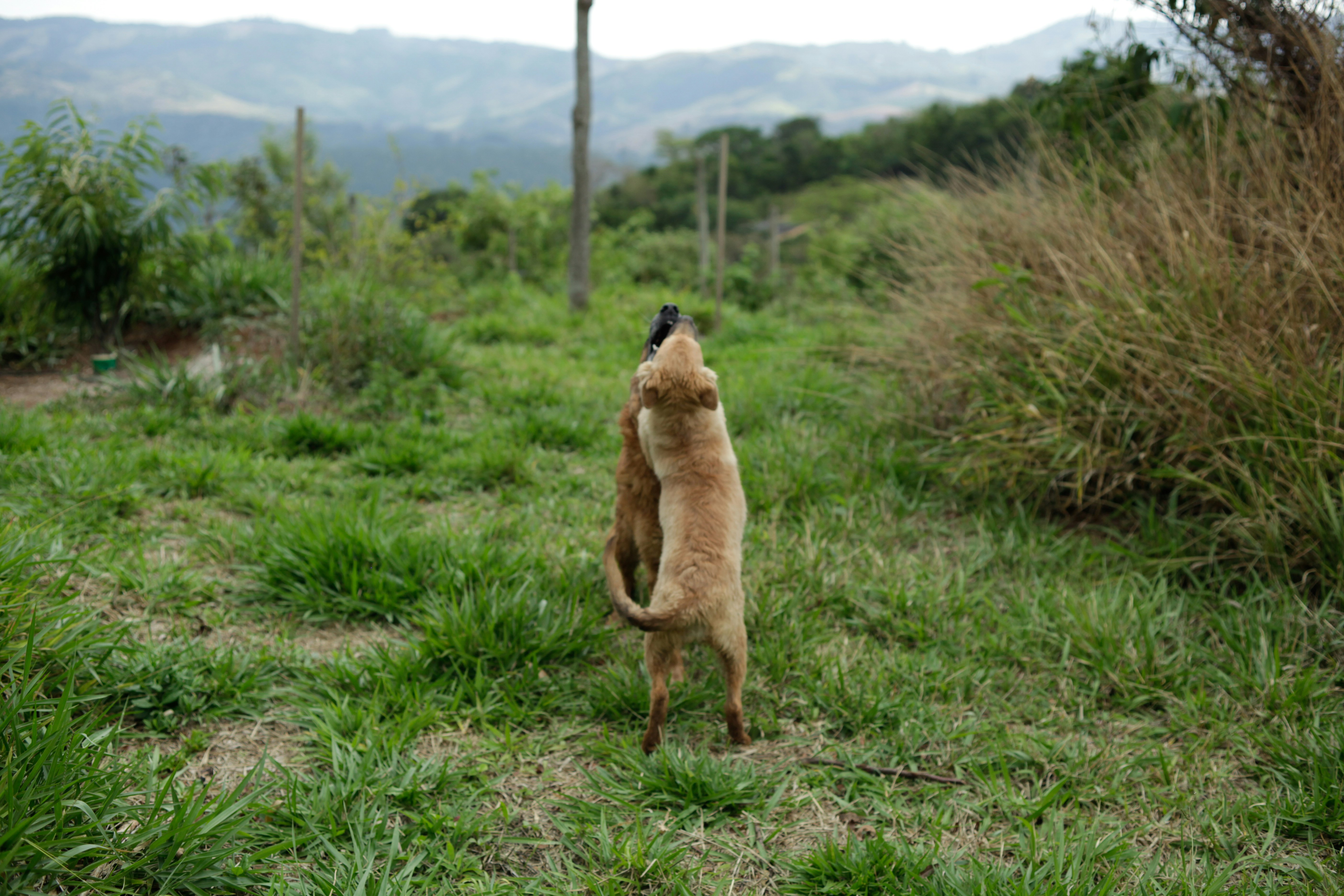 Two dogs play in a grassy field